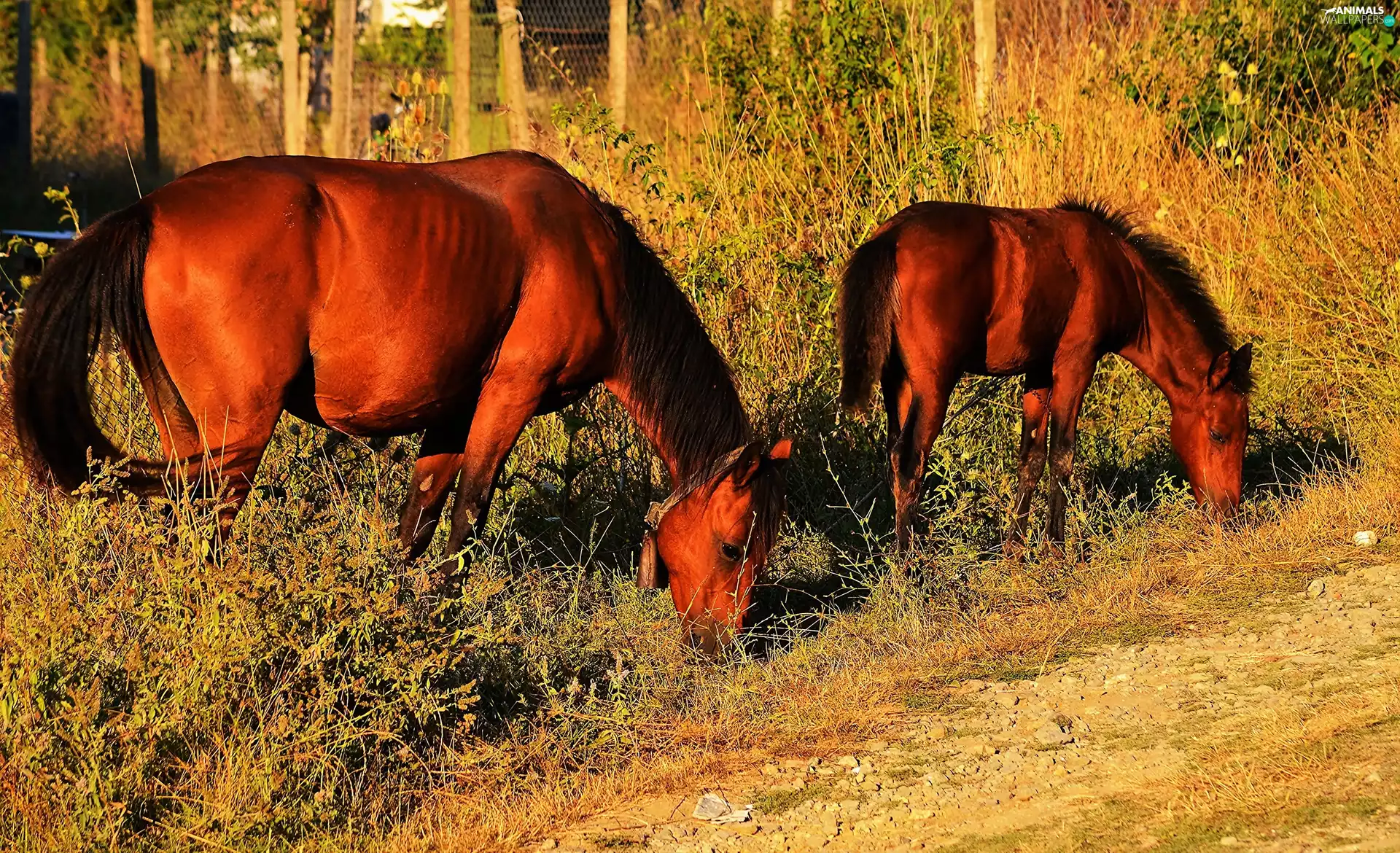 viewes, Way, grass, trees, bloodstock