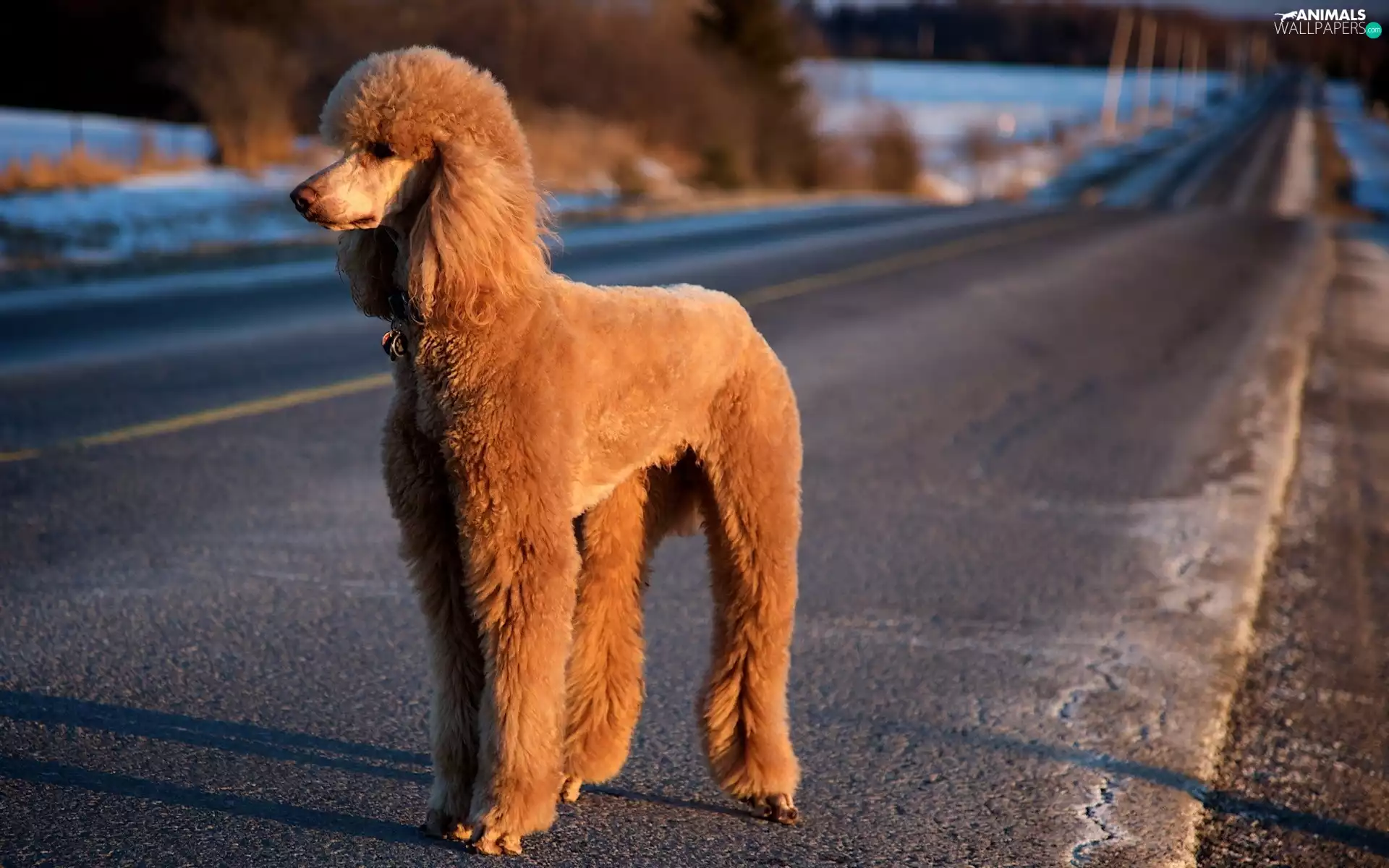 Way, Big, poodle