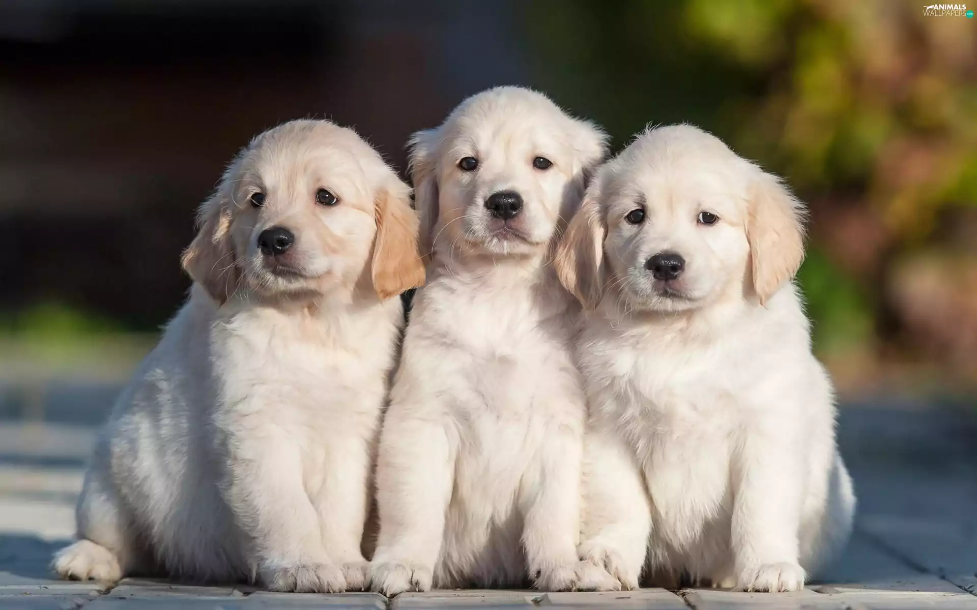 retriever, Way, Puppies, golden, Three