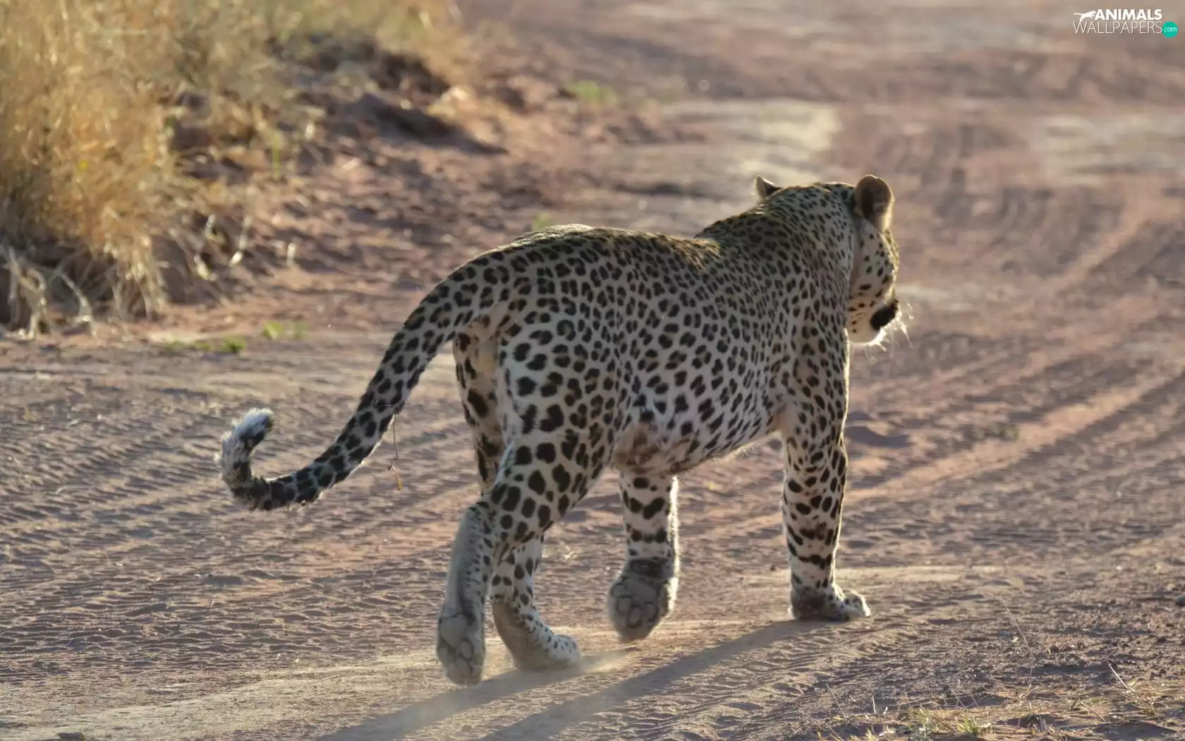 way, Leopards, reaching