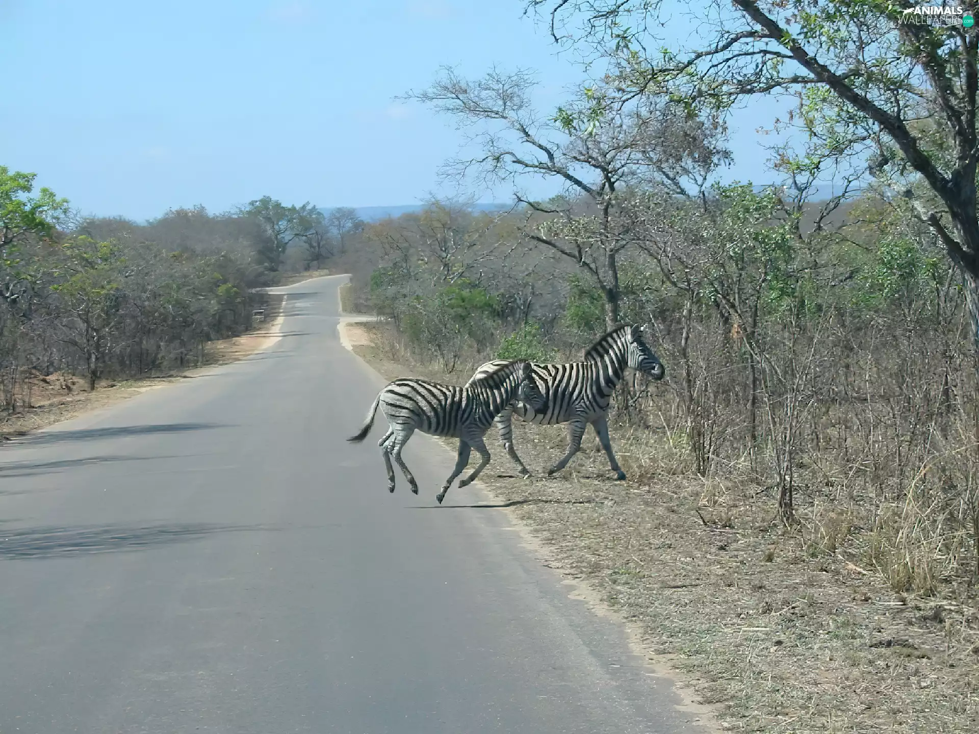 zebra, trees, viewes, Way