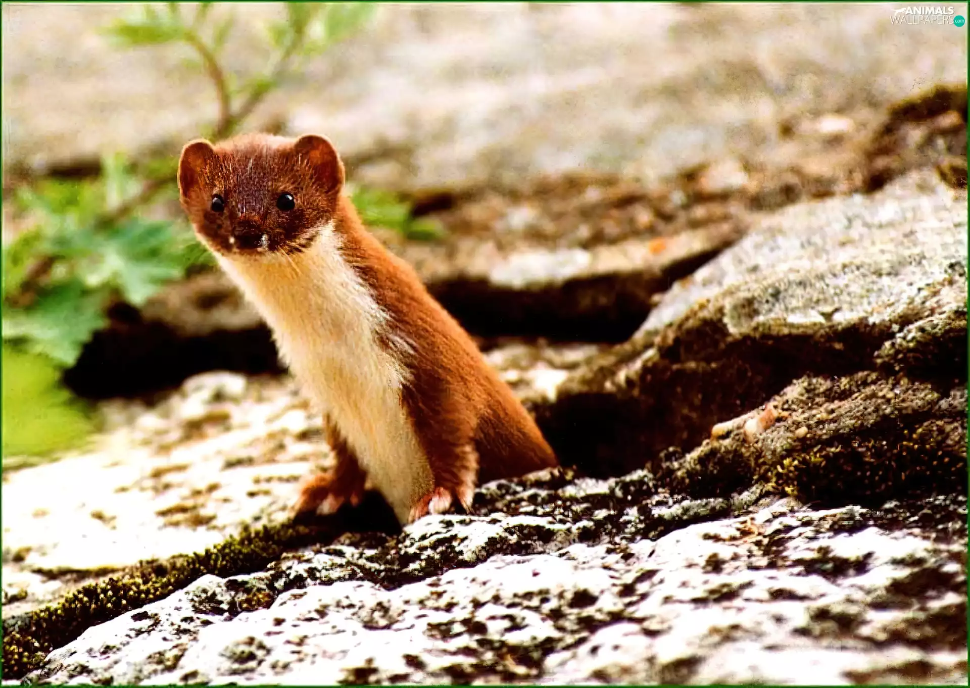 weasel, mink