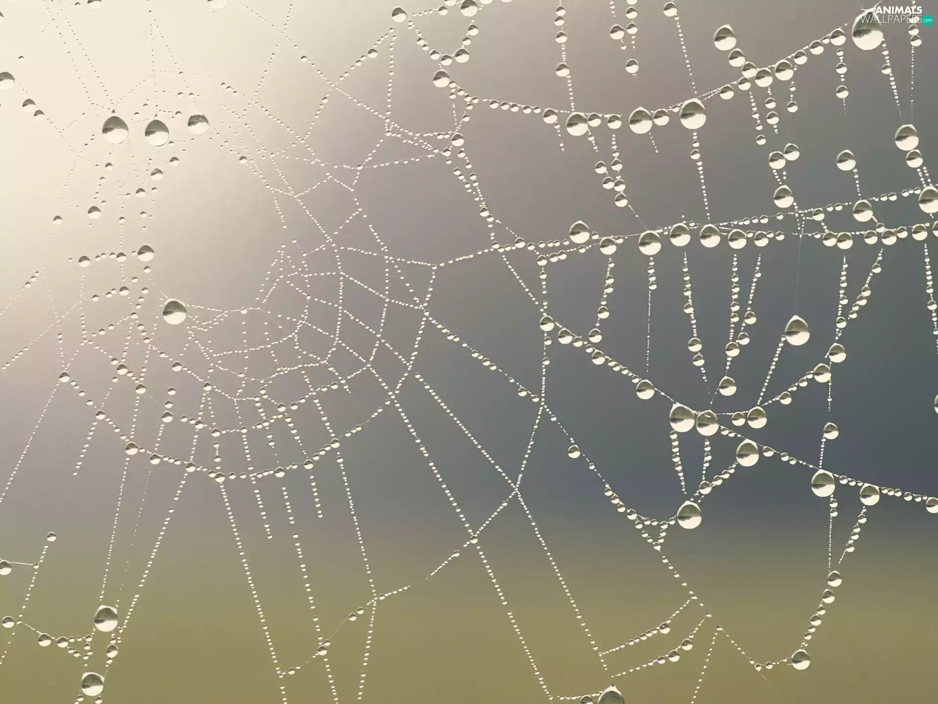 Web