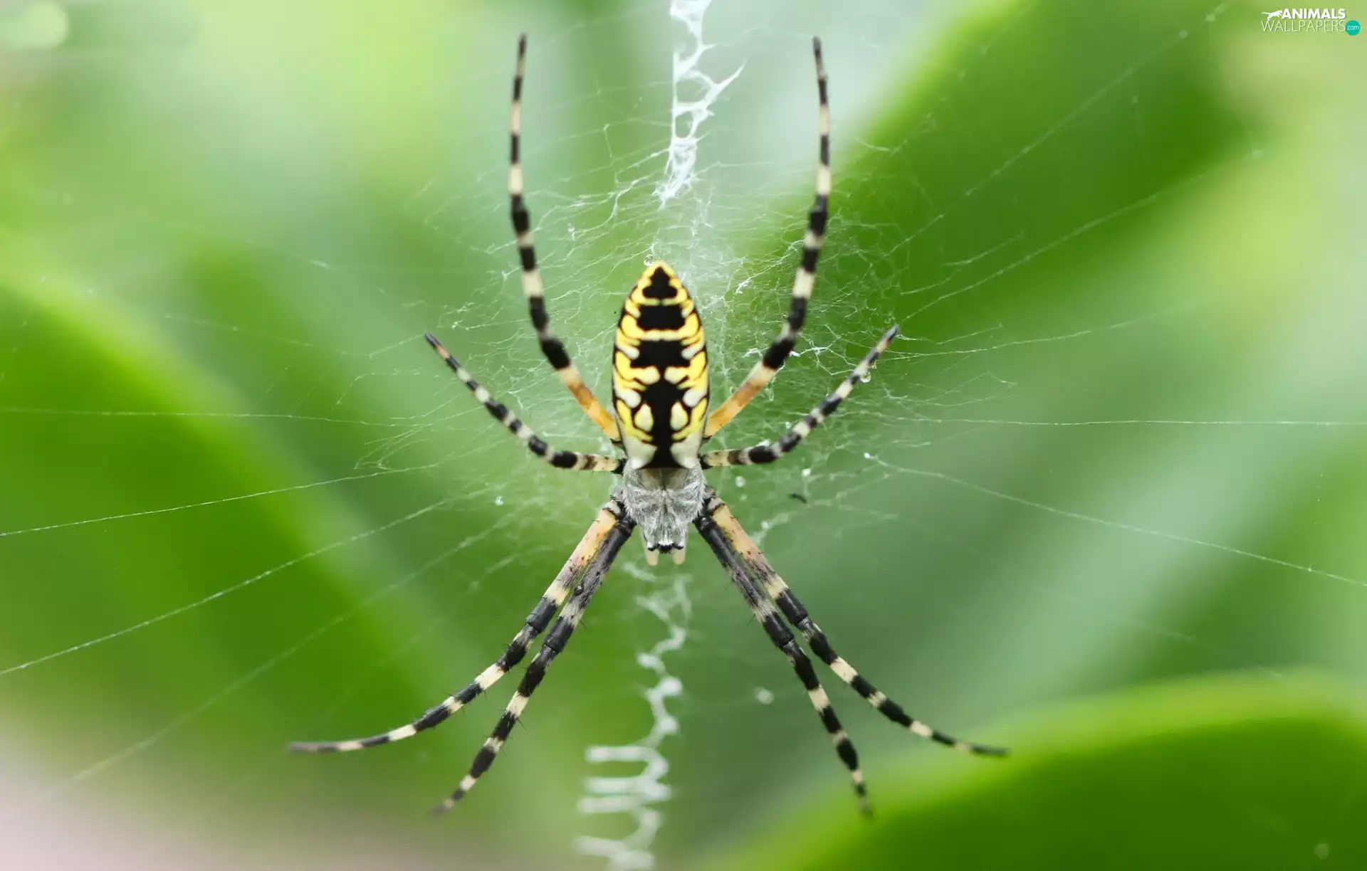 Web, Spider, Argiope