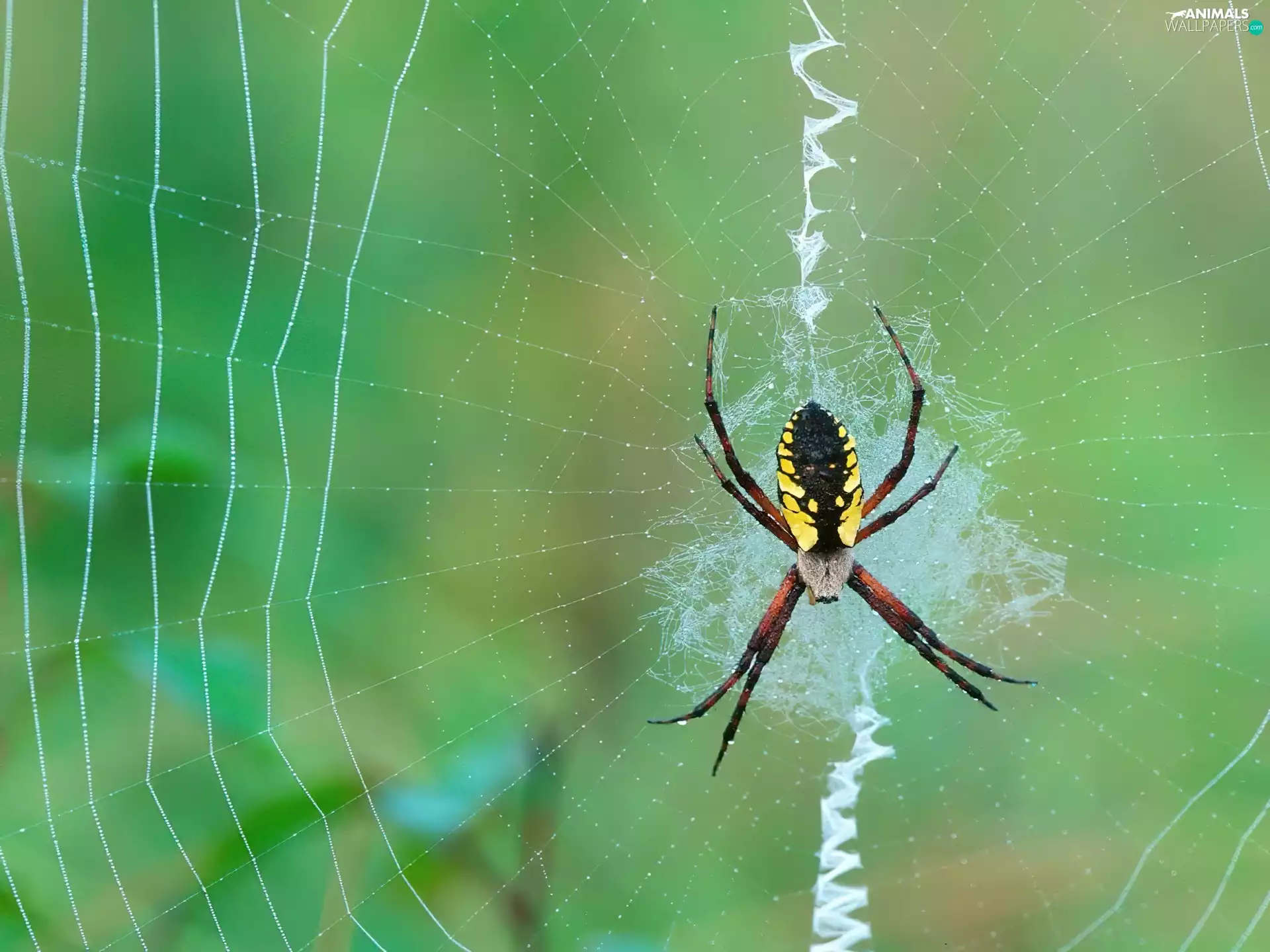 Web, Spider, Argiope