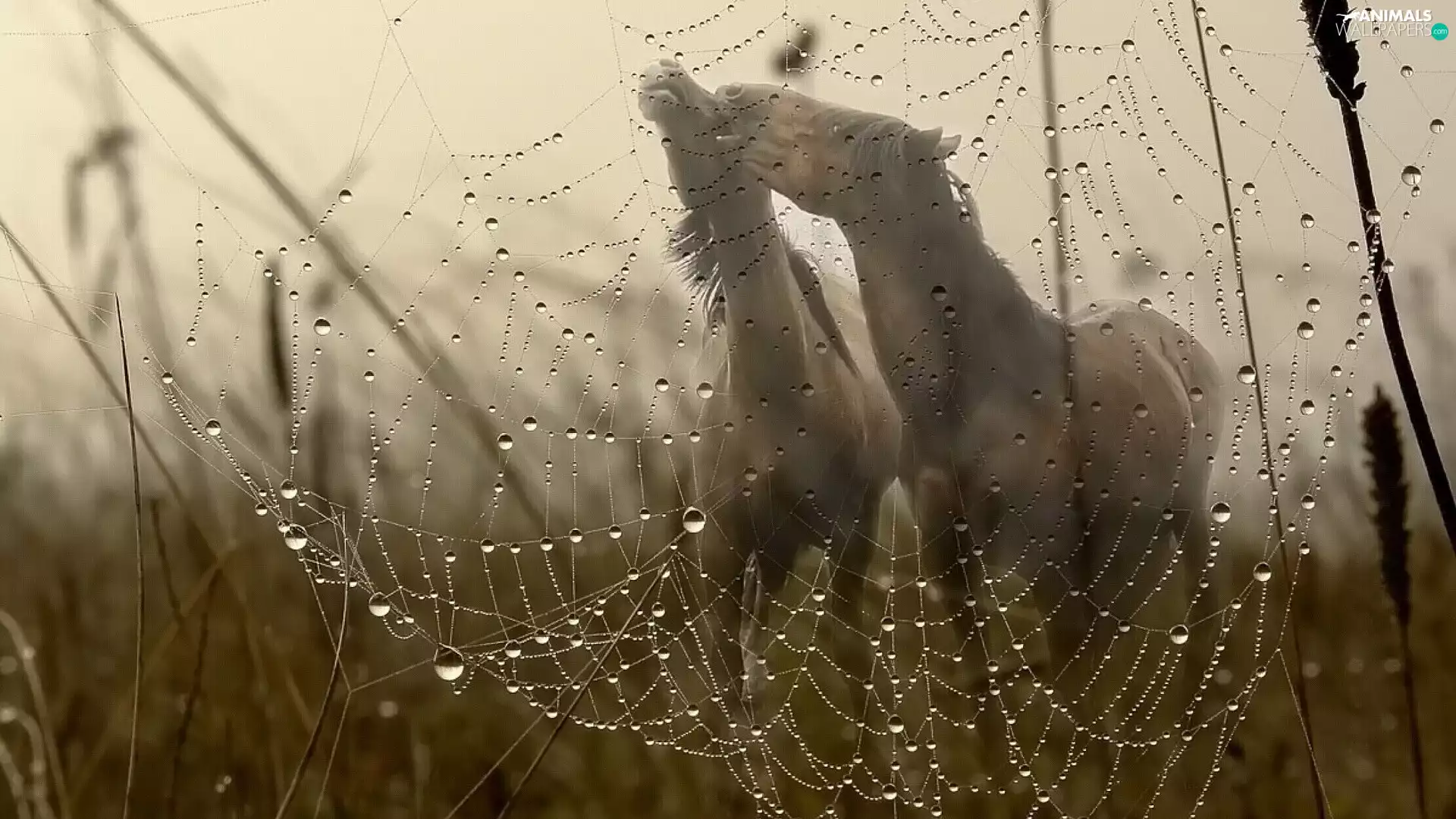 bloodstock, drops, Rosy, Web