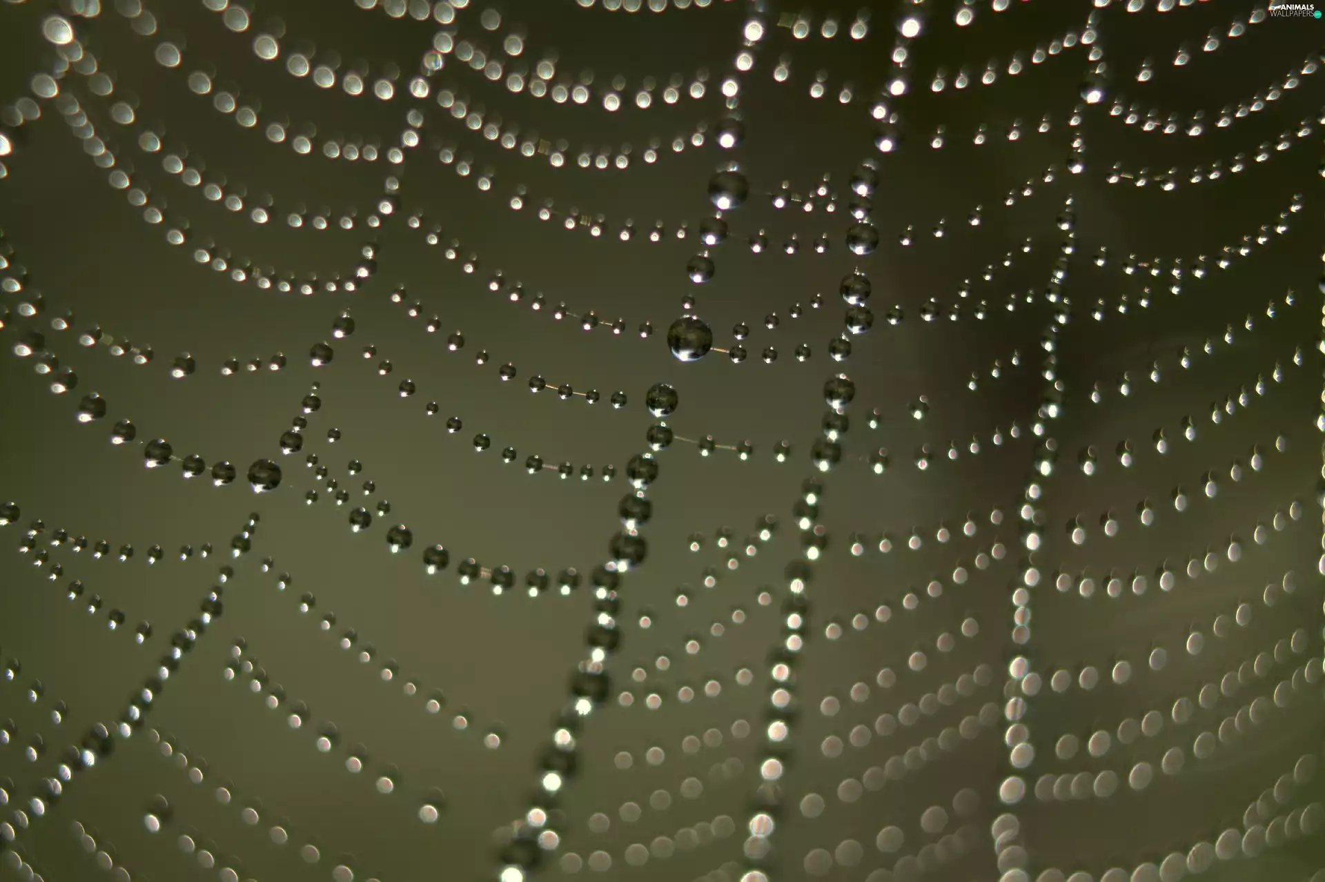 Web, dew