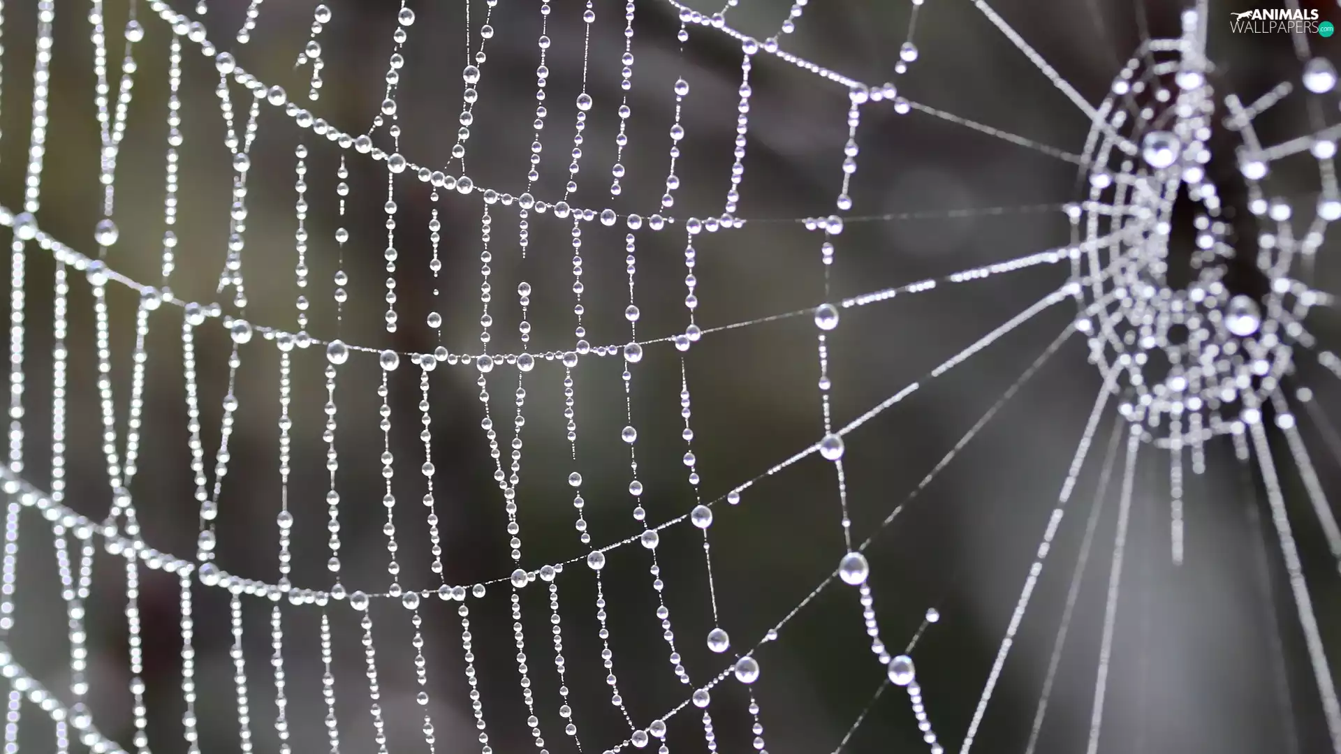 Web, dew