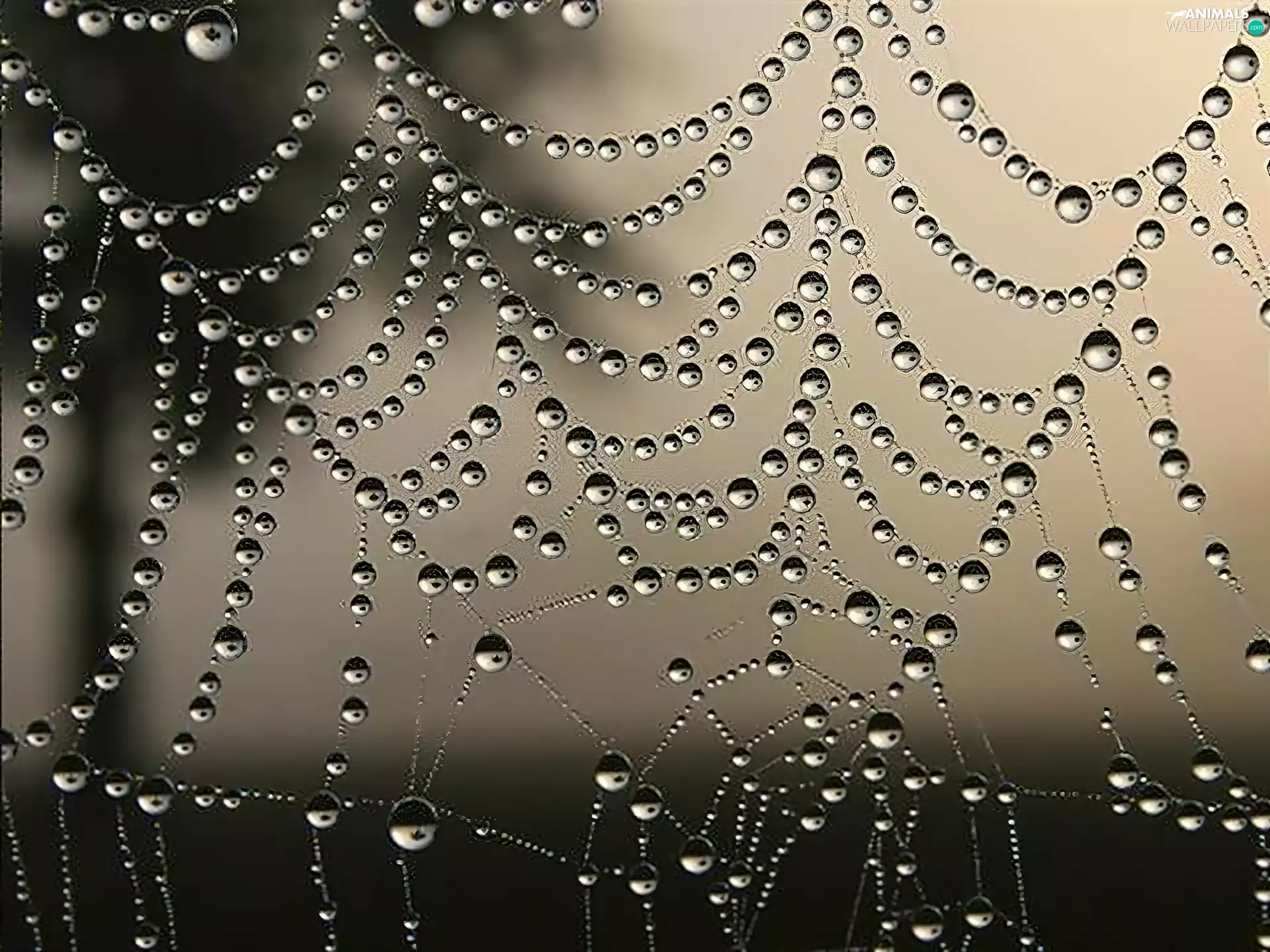 Web, drops