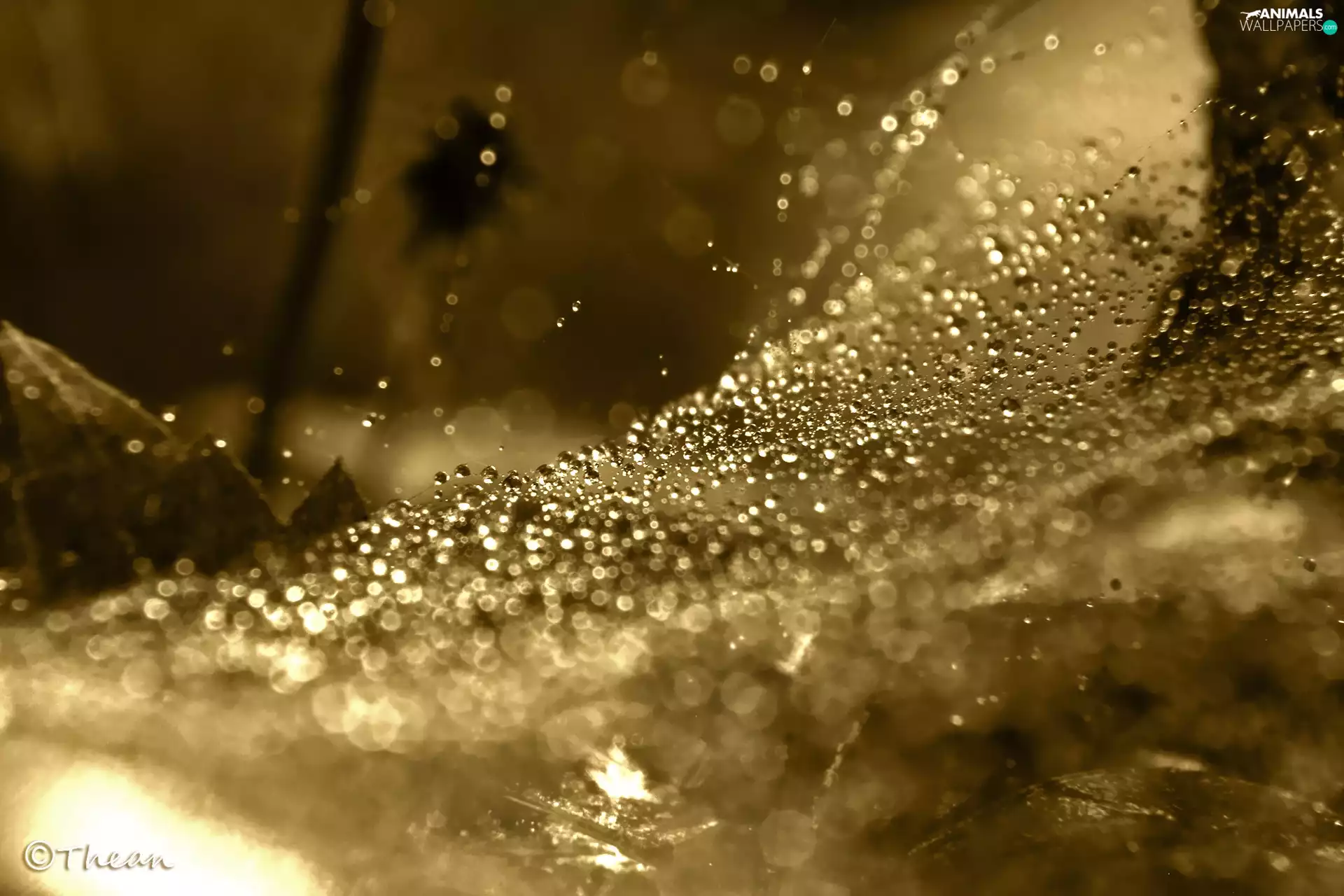net, droplets, sepia, Web