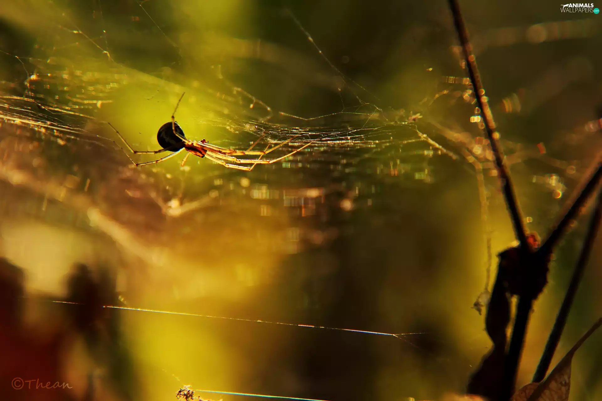 Web, Spider, net
