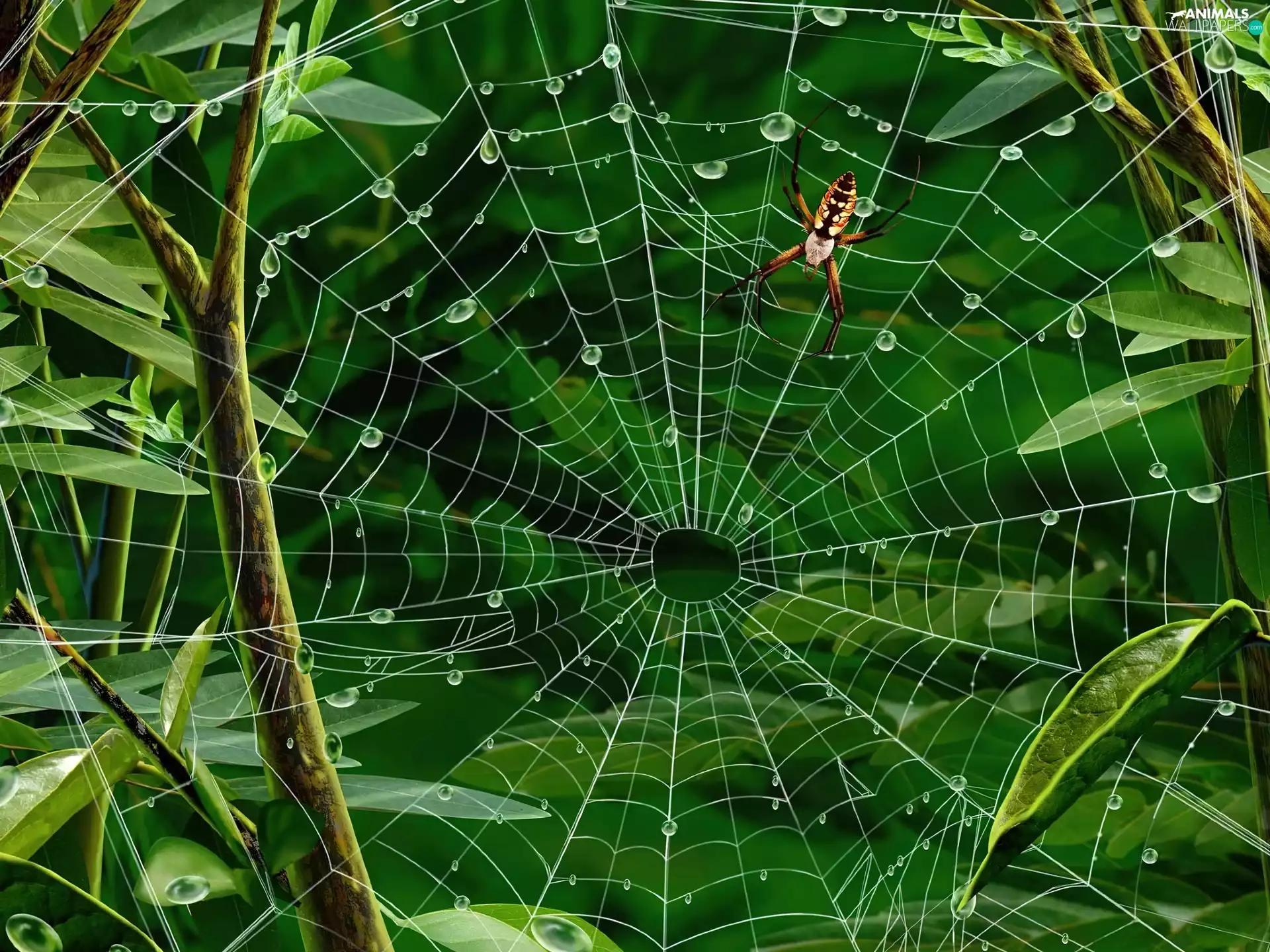 Spider, Bush, Leaf, Web