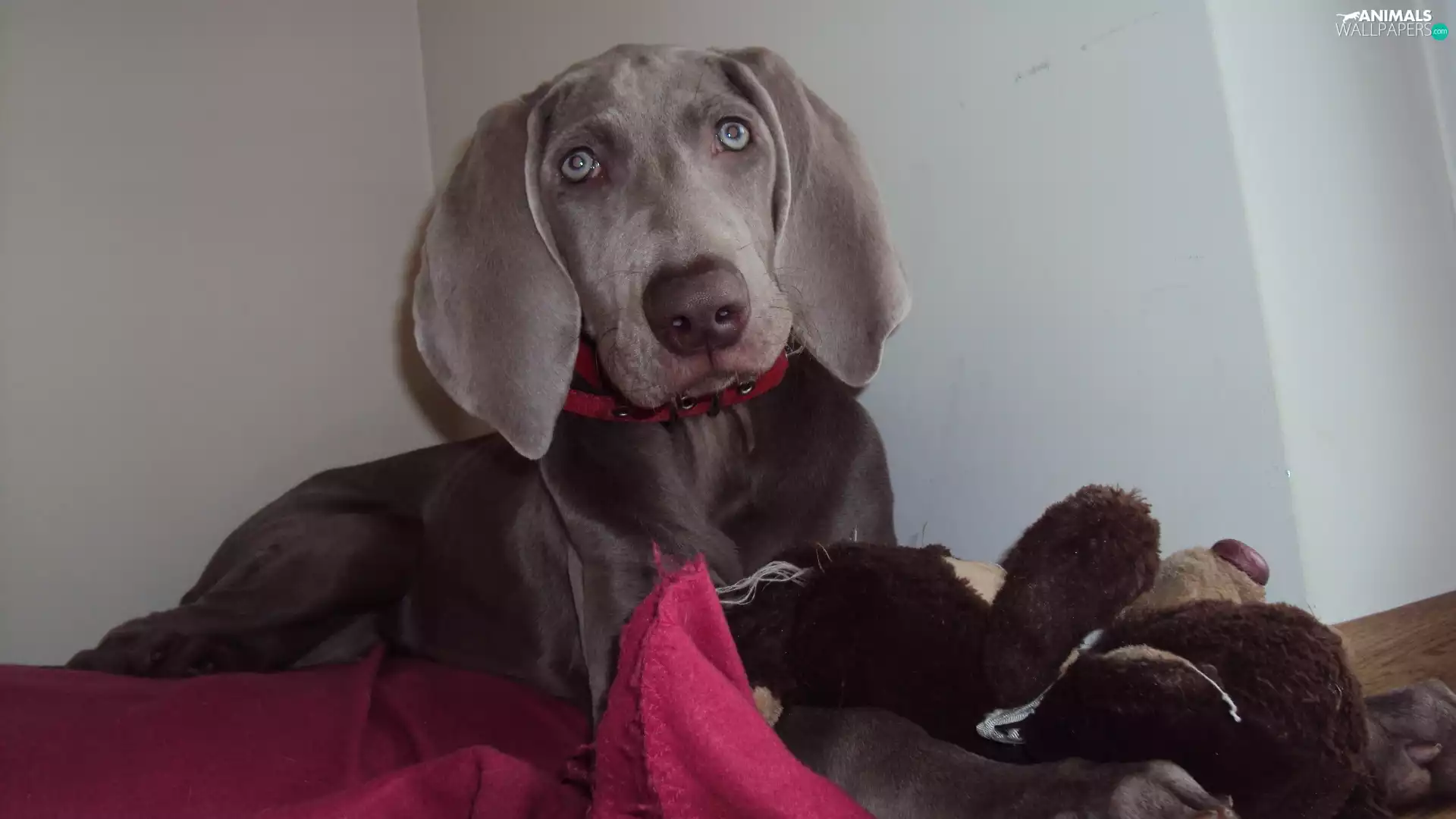 Weimaraner, dog-collar