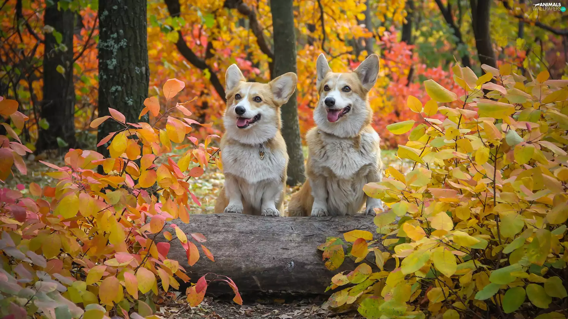 Welsh corgi pembroke, Two cars, Leaf, autumn, forest, Dogs