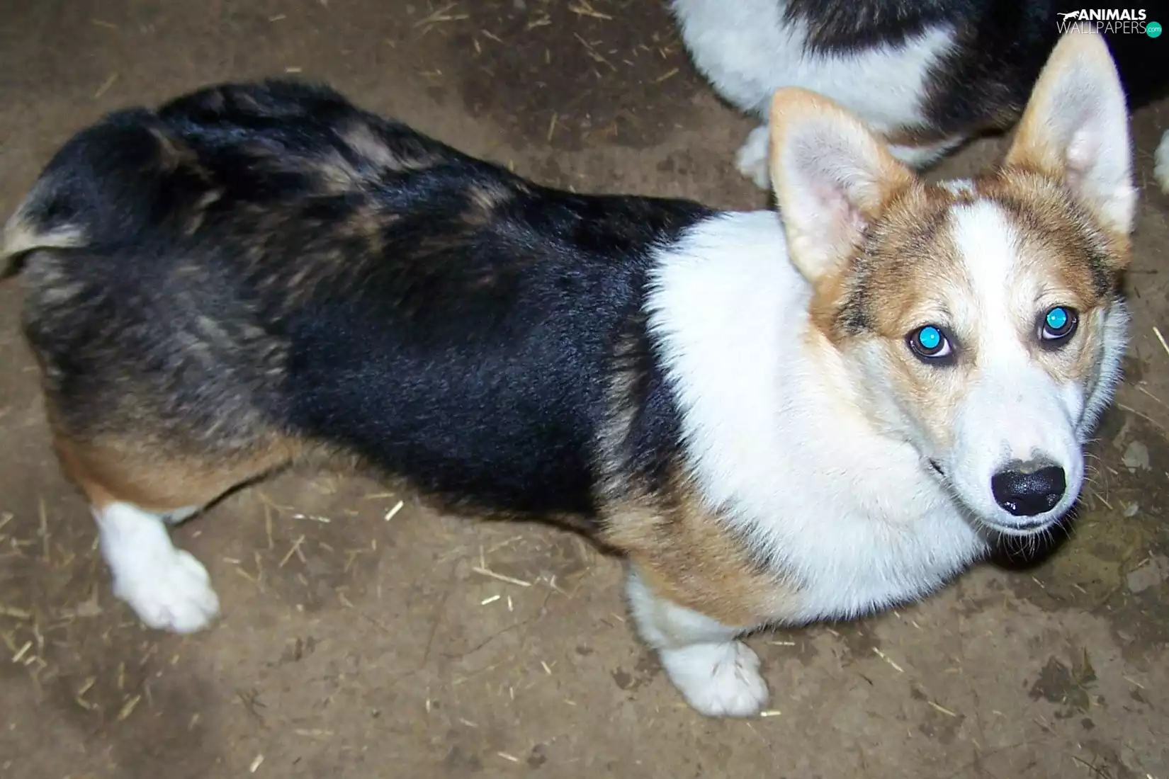 Welsh corgi pembroke