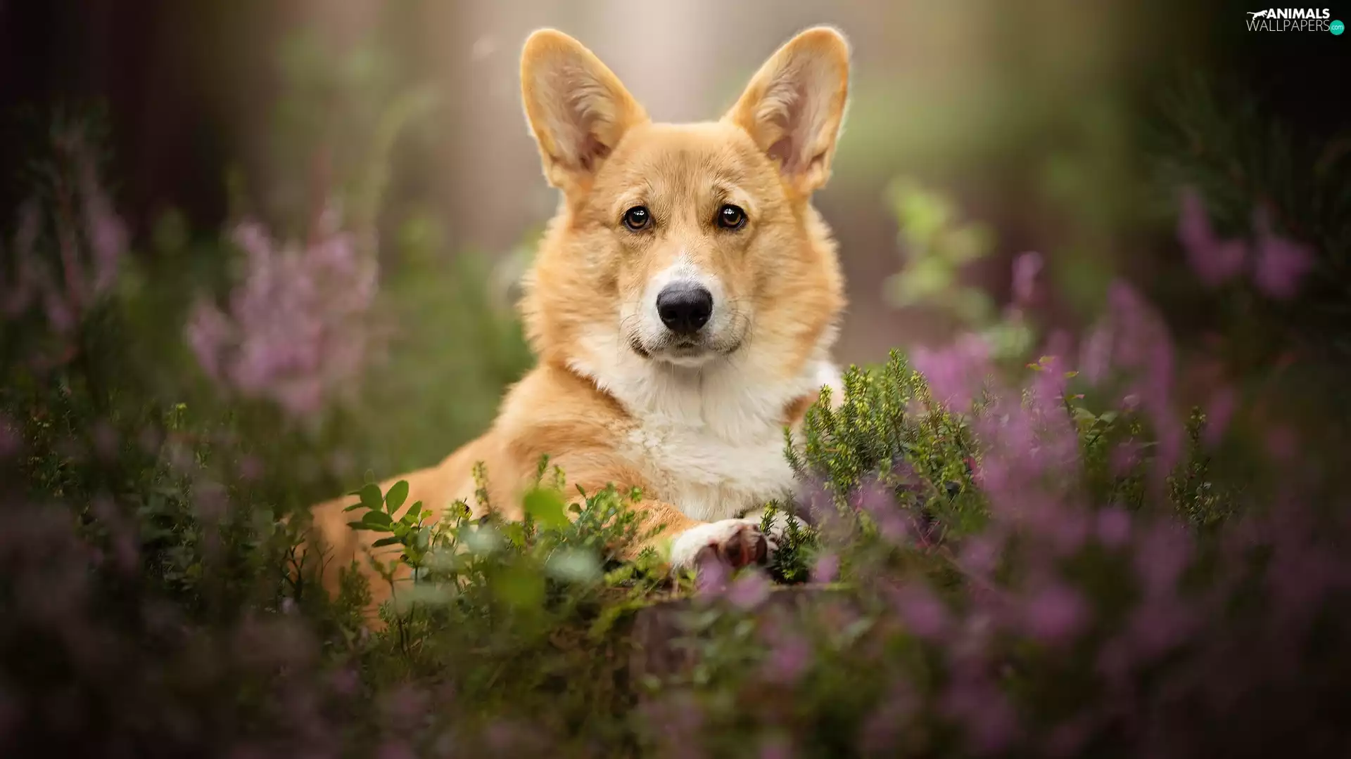 dog, muzzle, Plants, Welsh corgi pembroke