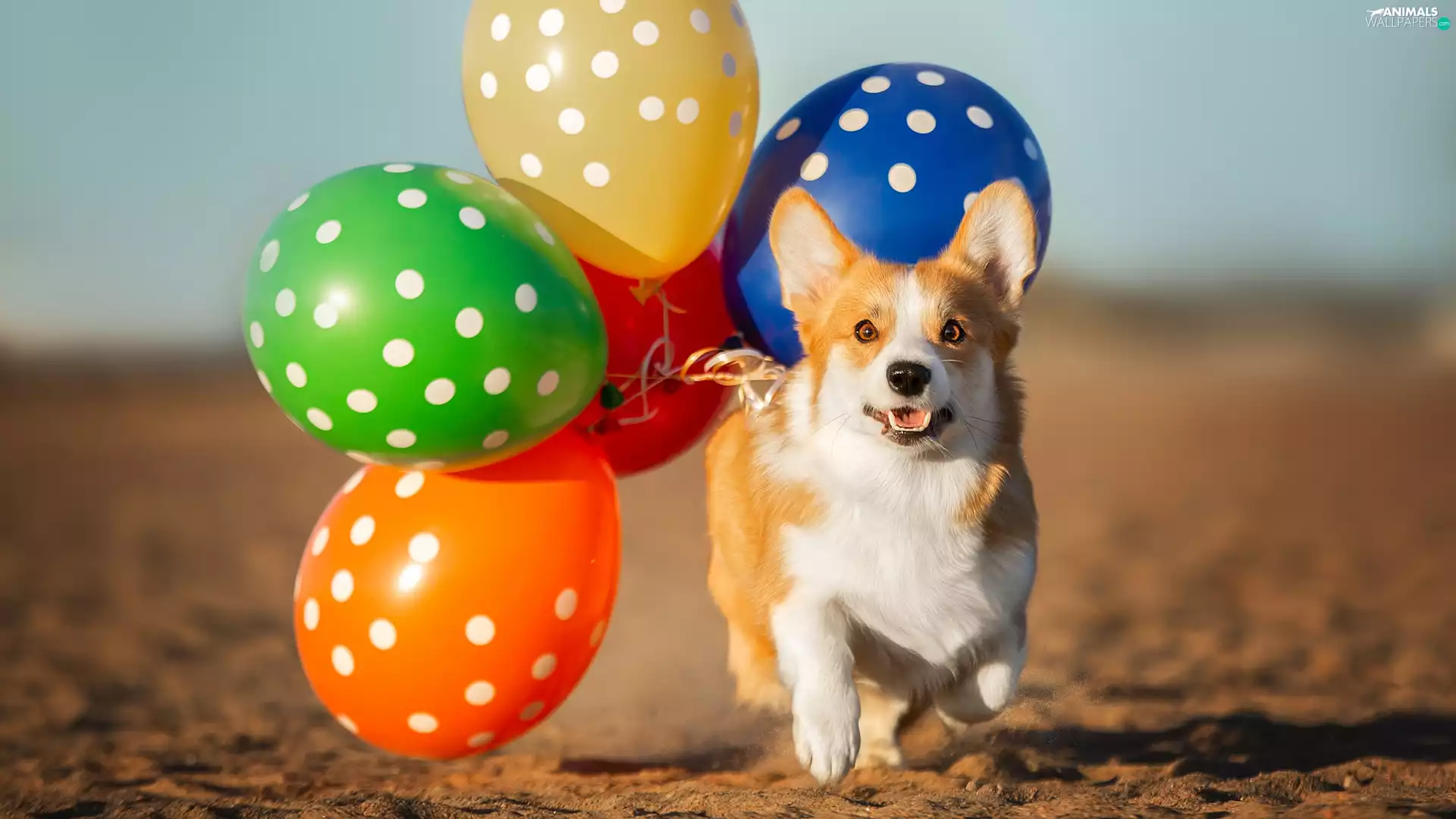 dog, Balloons, Sand, Welsh corgi pembroke