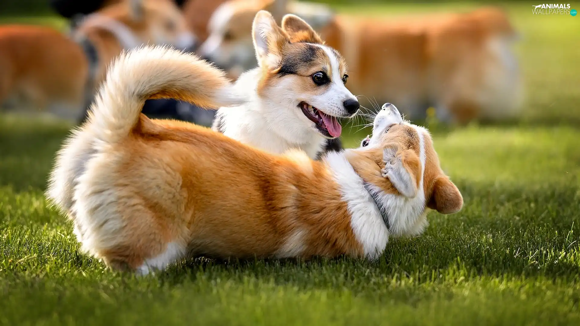 Two cars, play, Welsh corgi cardigan, Dogs