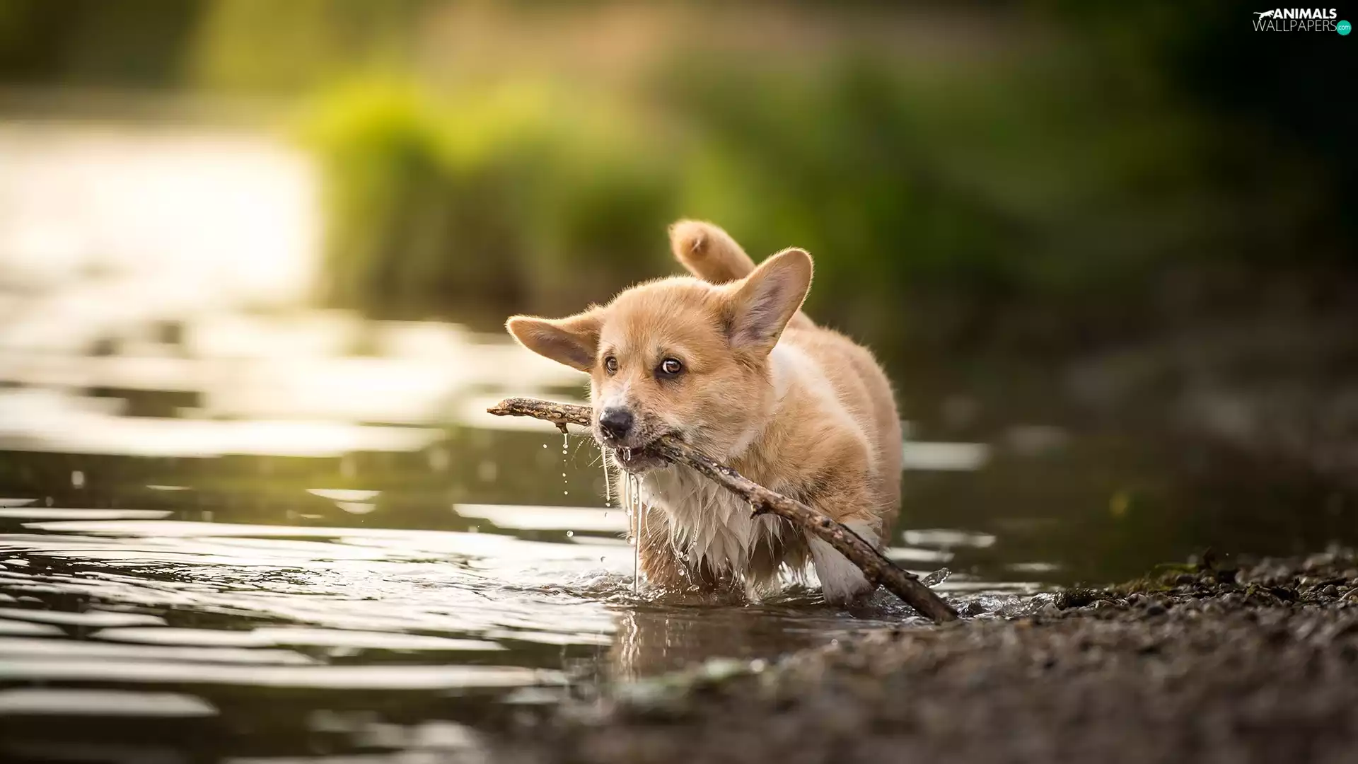 water, stick, Puppy, Welsh corgi pembroke, dog