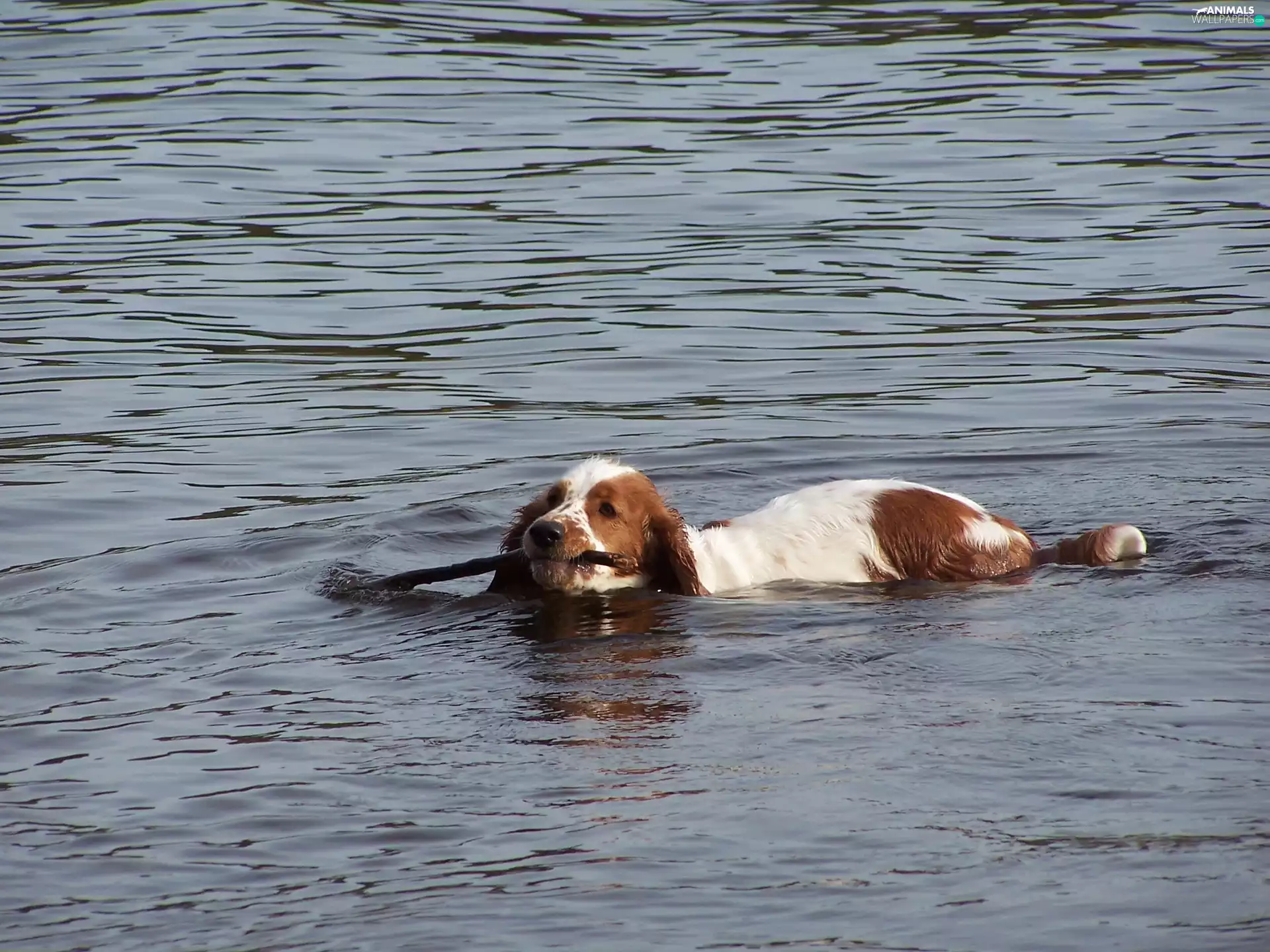 flowing, Stick, water, Welsh Springer Spaniel