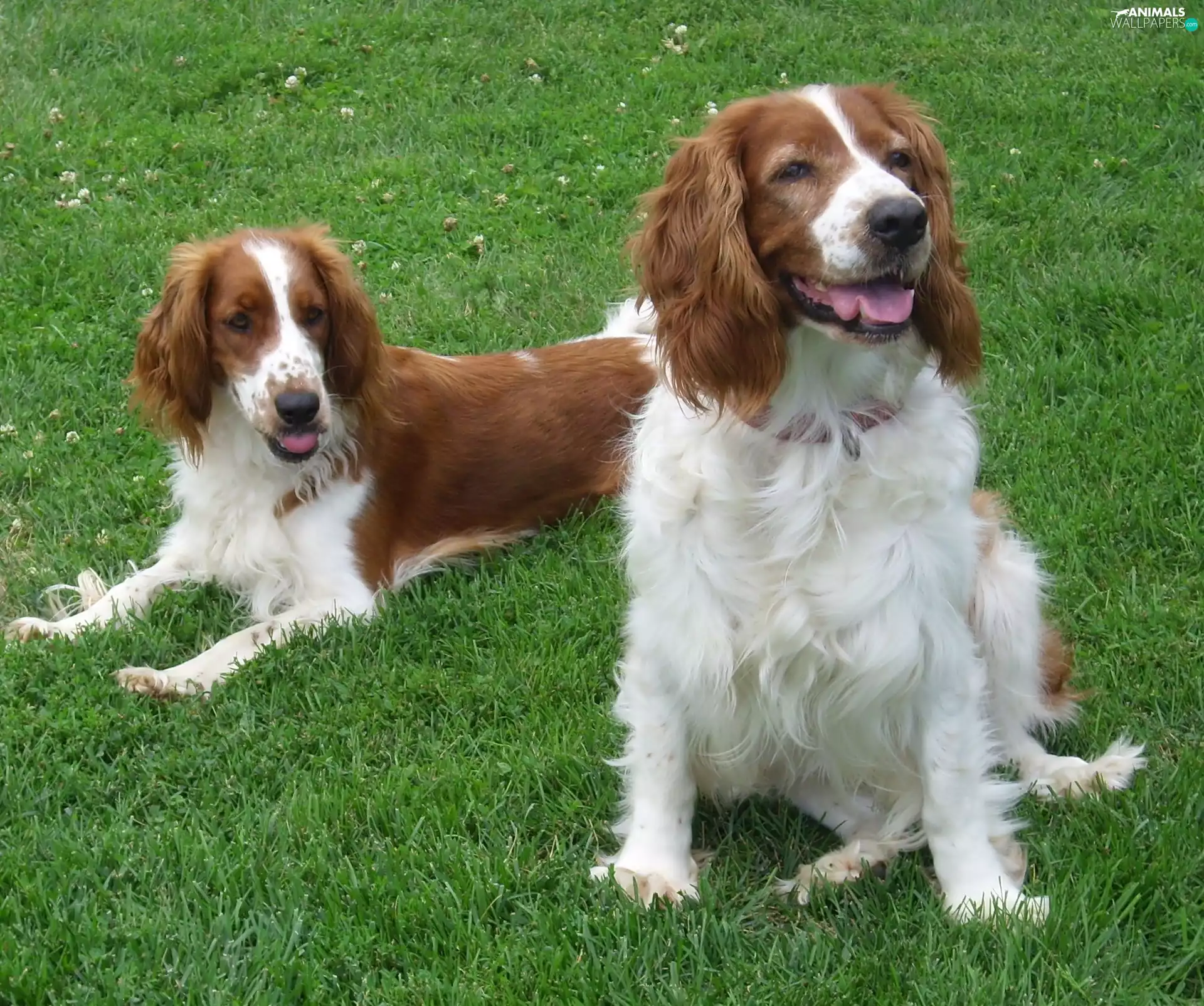 grass, Two cars, Welsh Springers spaniels