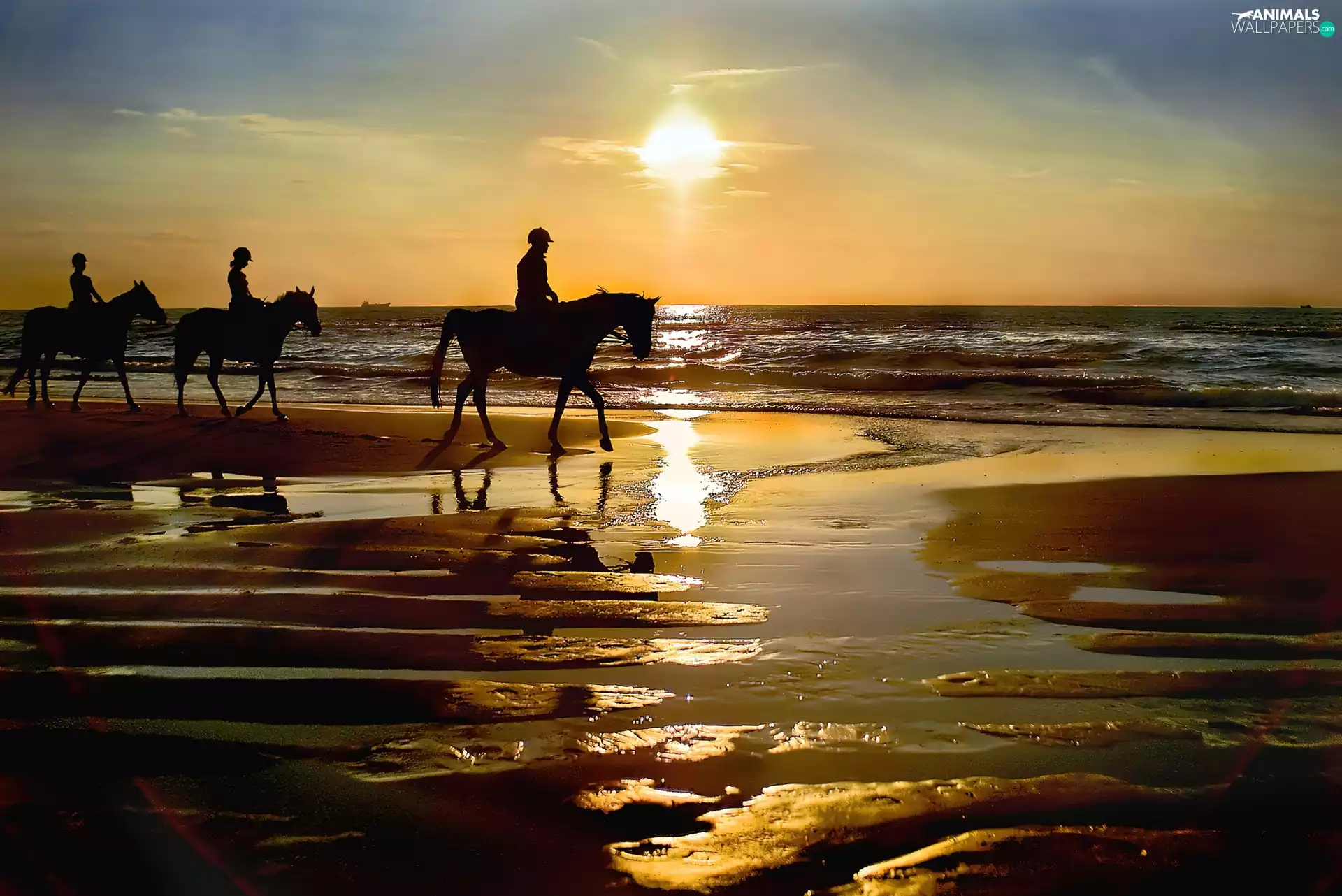 Jockeys, west, Beaches, bloodstock, sea