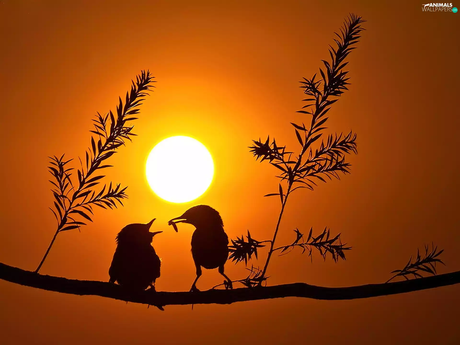 birds, sun, trees, west