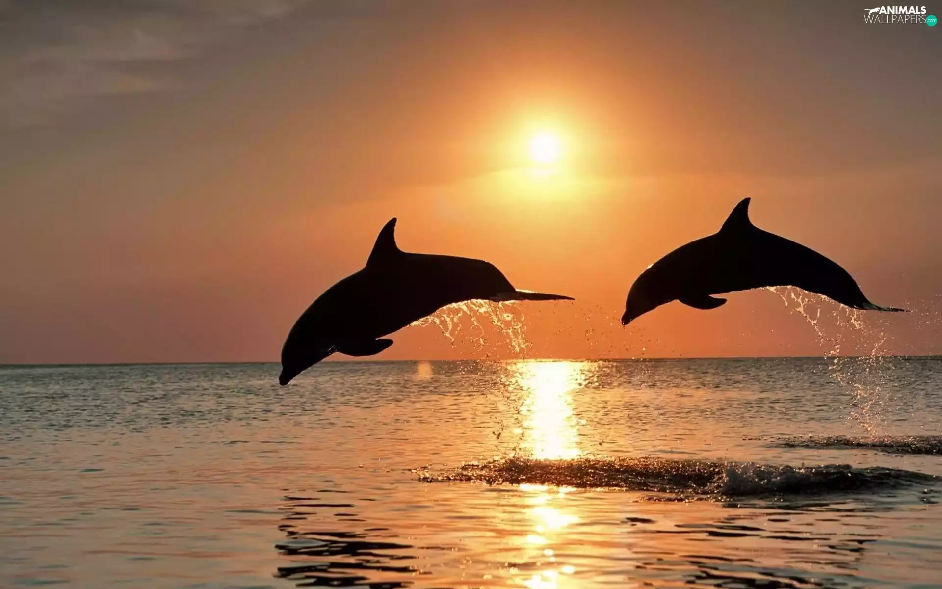 sun, water, dolphins, west, Two cars