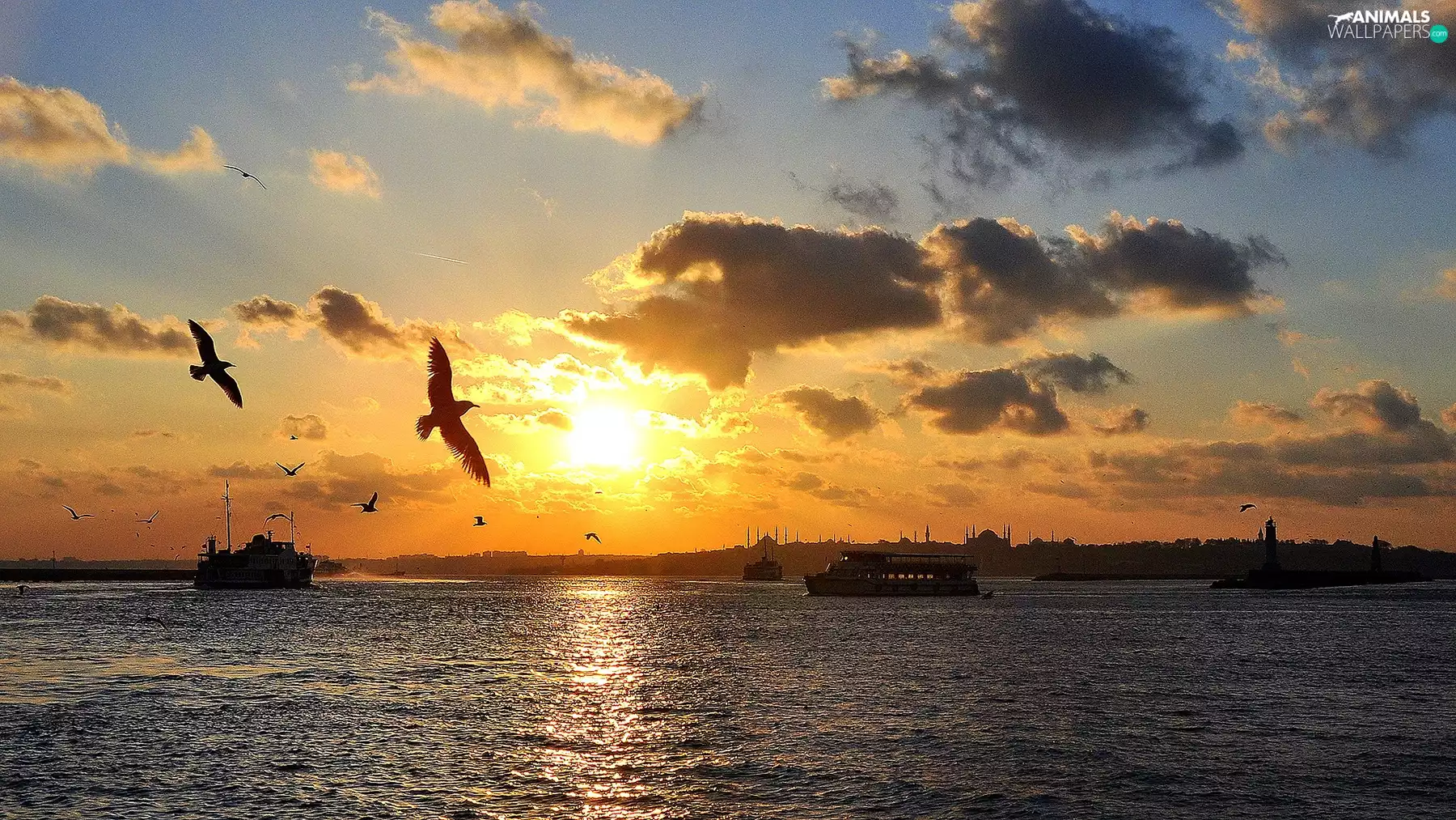 sun, birds, clouds, west, sea, Sky, Town