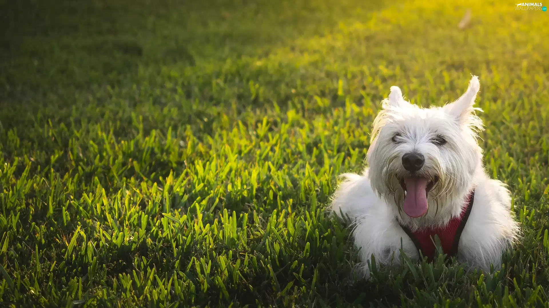 doggy, West Highland White Terrier