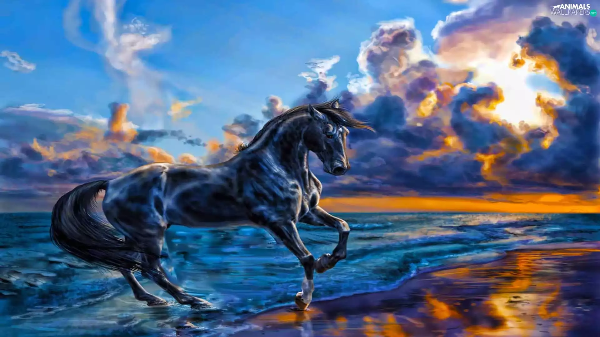 Horse, sun, Beaches, west