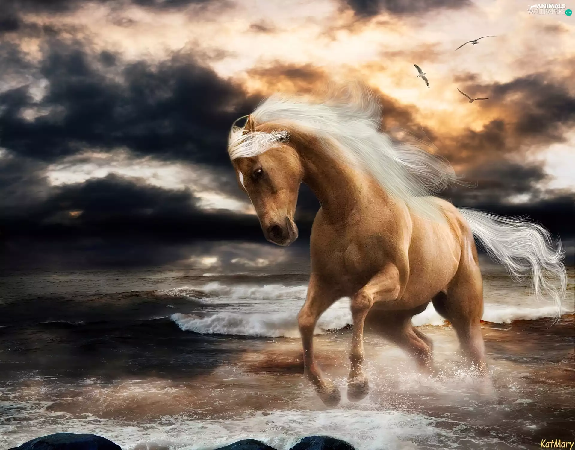 Horse, sun, sea, west