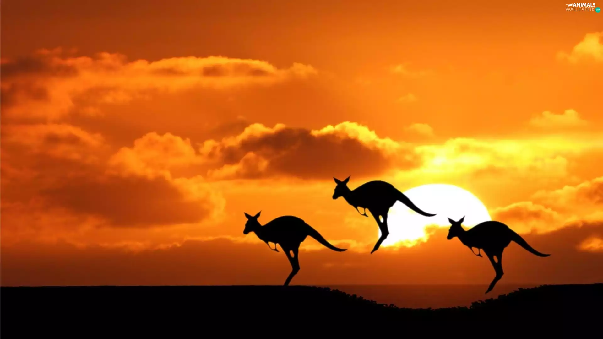 kangaroo, sun, jumps, west