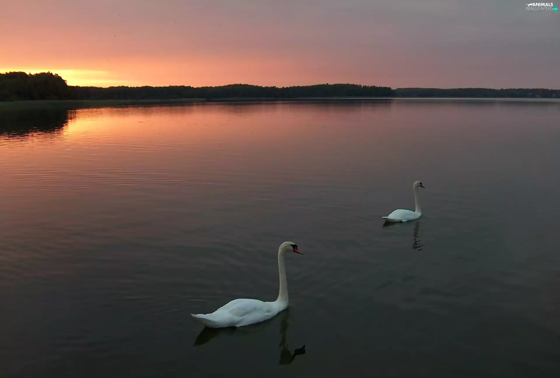 lake, sun, Swan, west