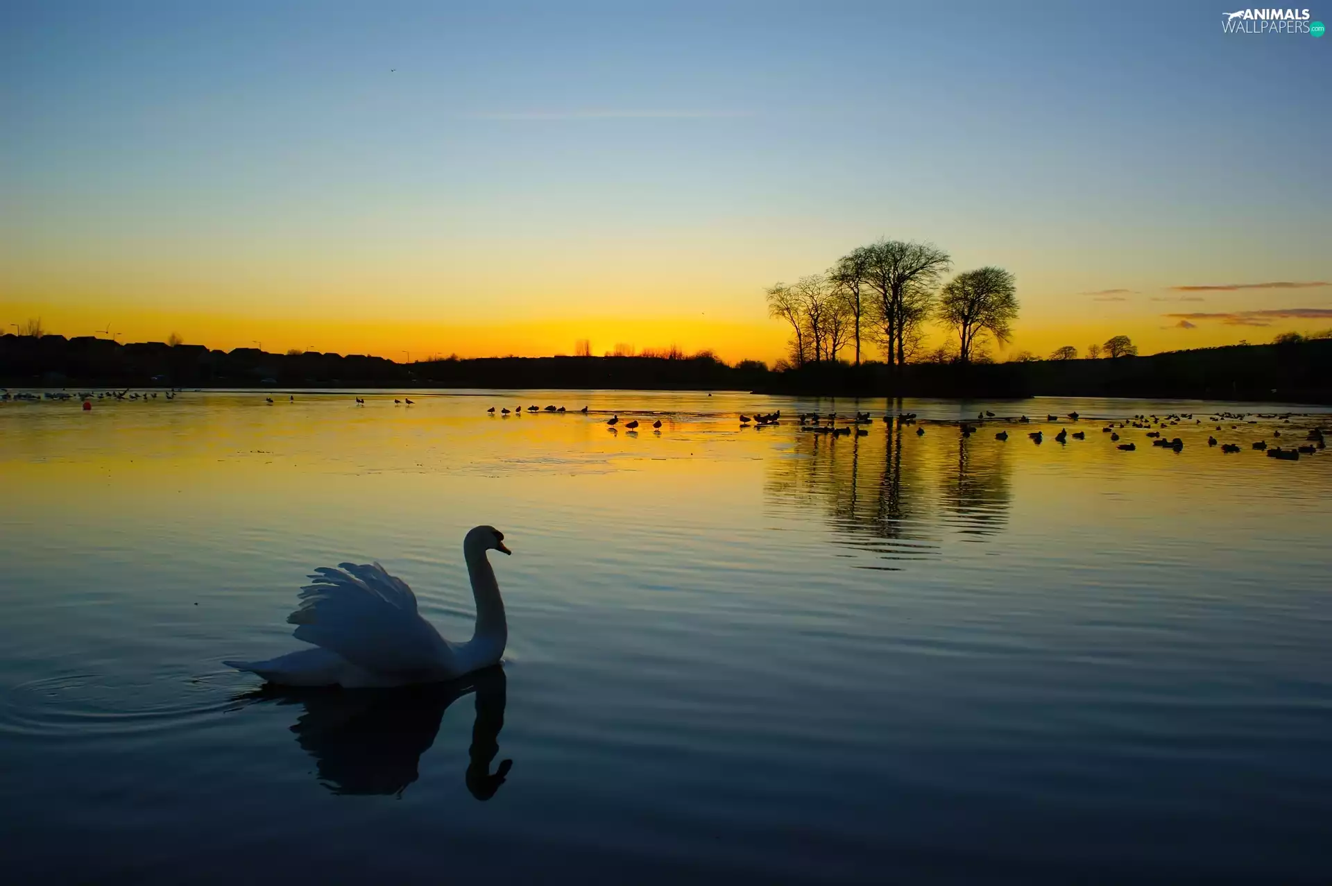 west, Swans, lake