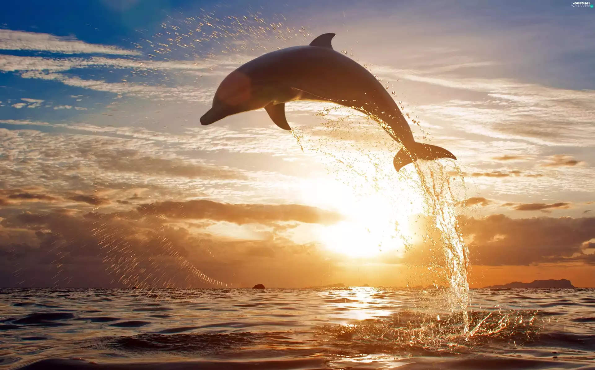 sea, sun, dolphin, west