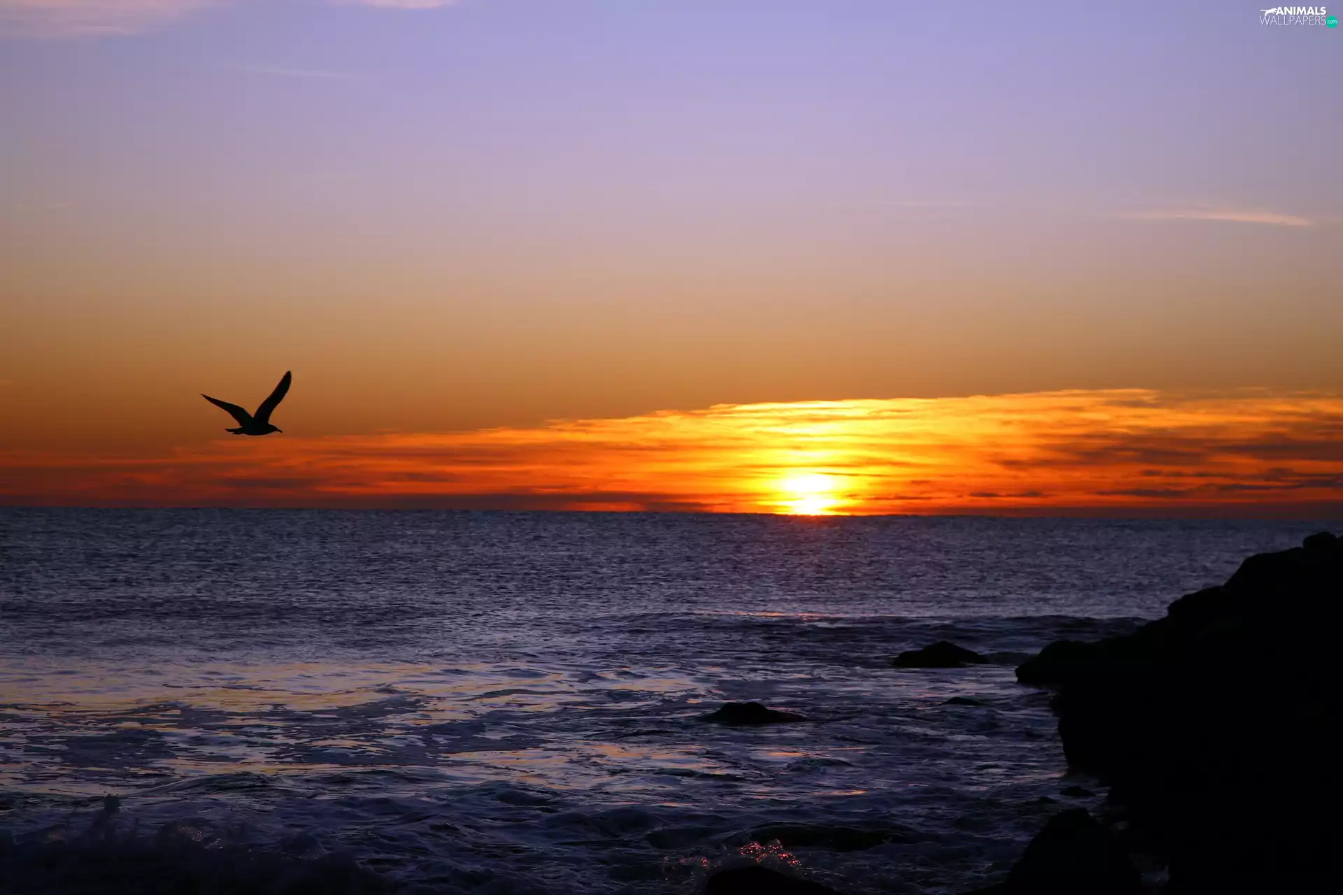 sea, sun, seagull, west