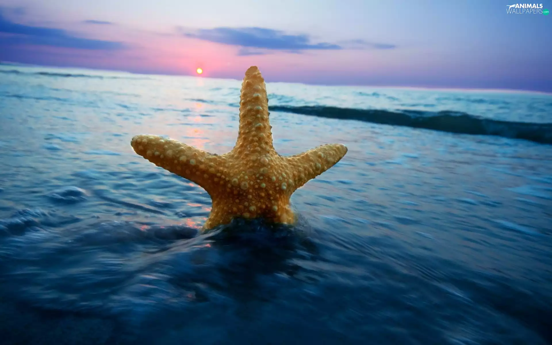sea, sun, starfish, west