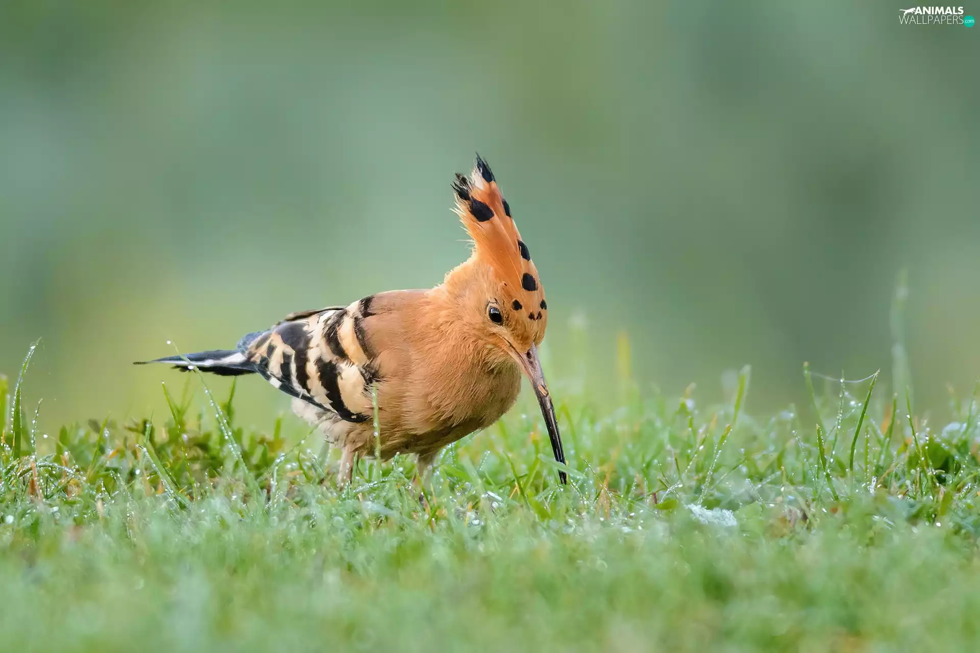 booby, grass, dew, WET