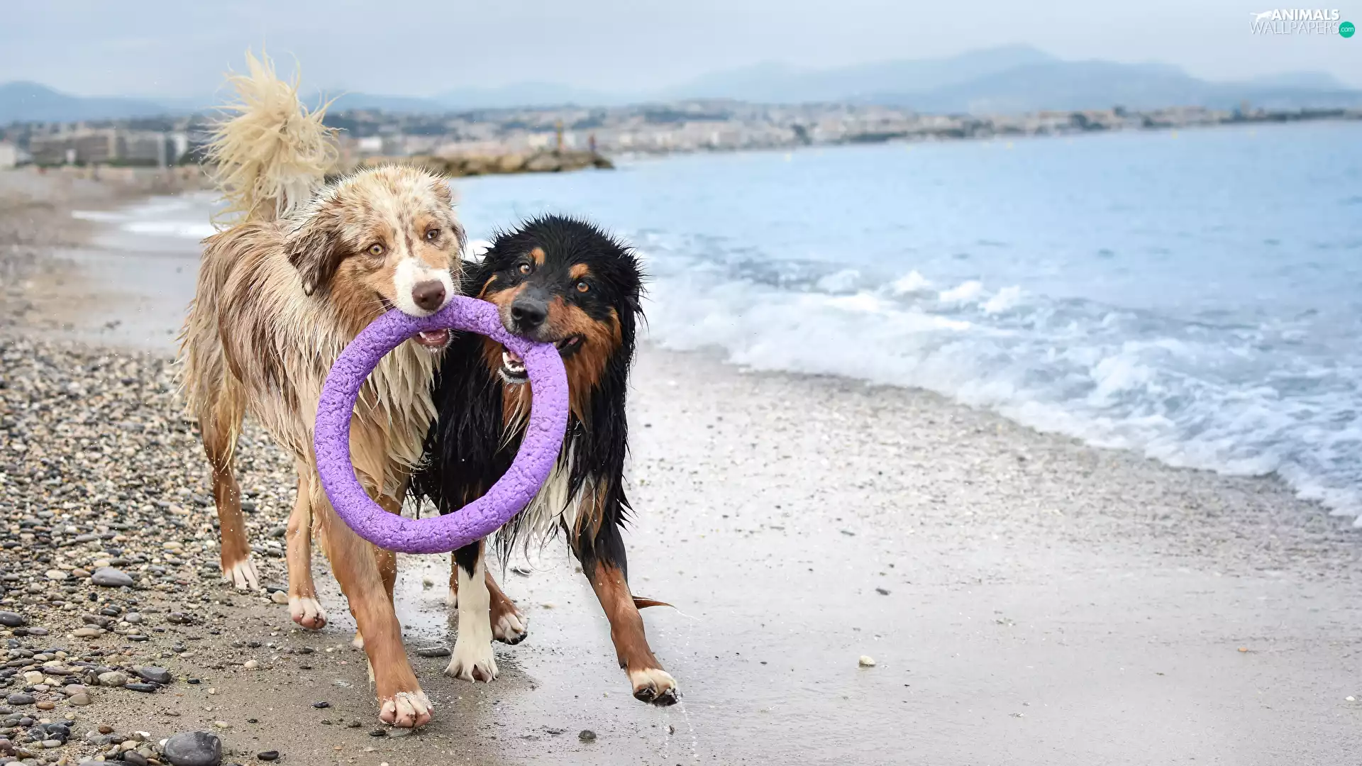 Australian Shepherds, roundel, wet, Dogs, Two cars
