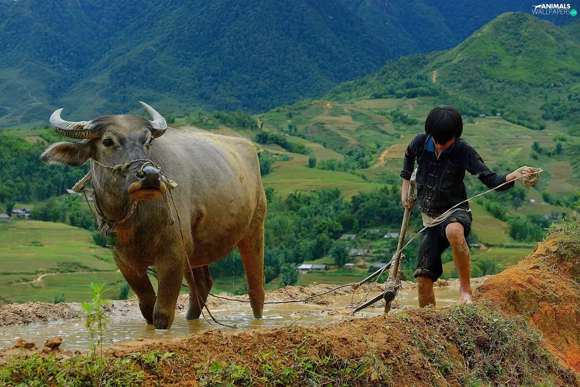 a man, Mountains, whale killer, buffalo