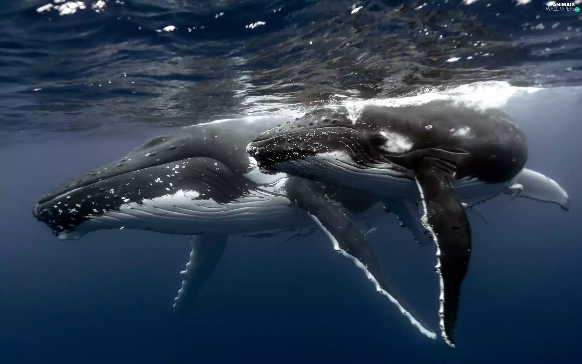 humpback, Ocean, Humpback Whale