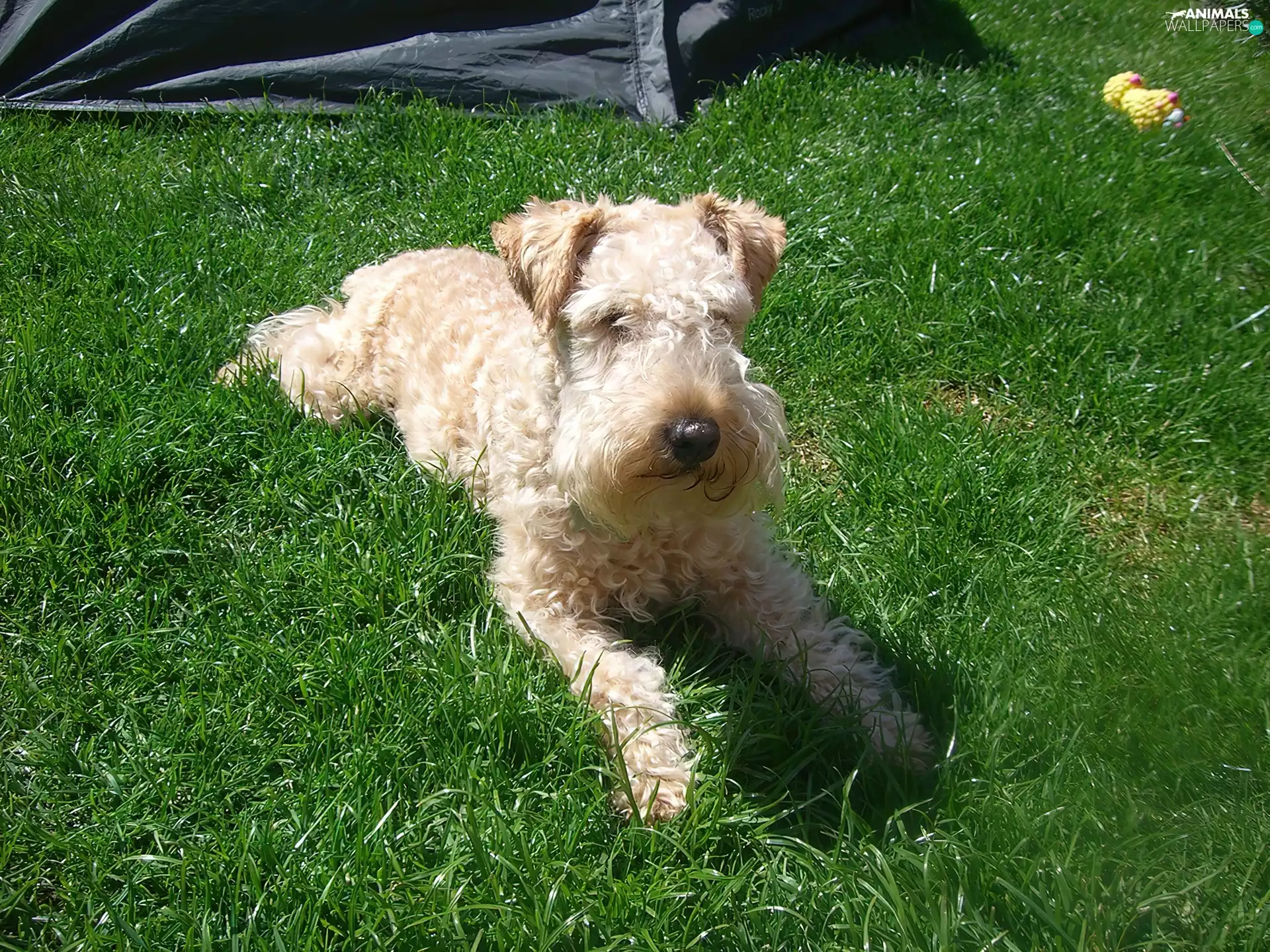 coat, Lakeland Terrier, wheat