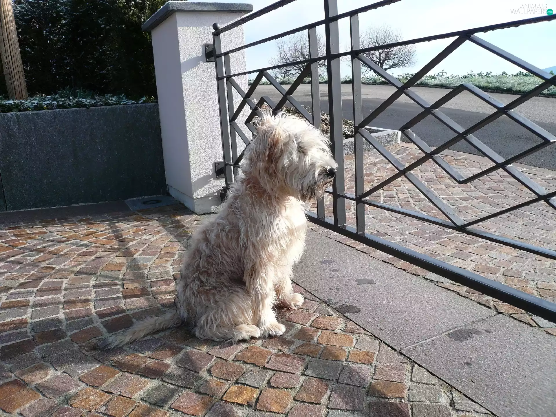 Irish Soft coated wheaten terrier, fence