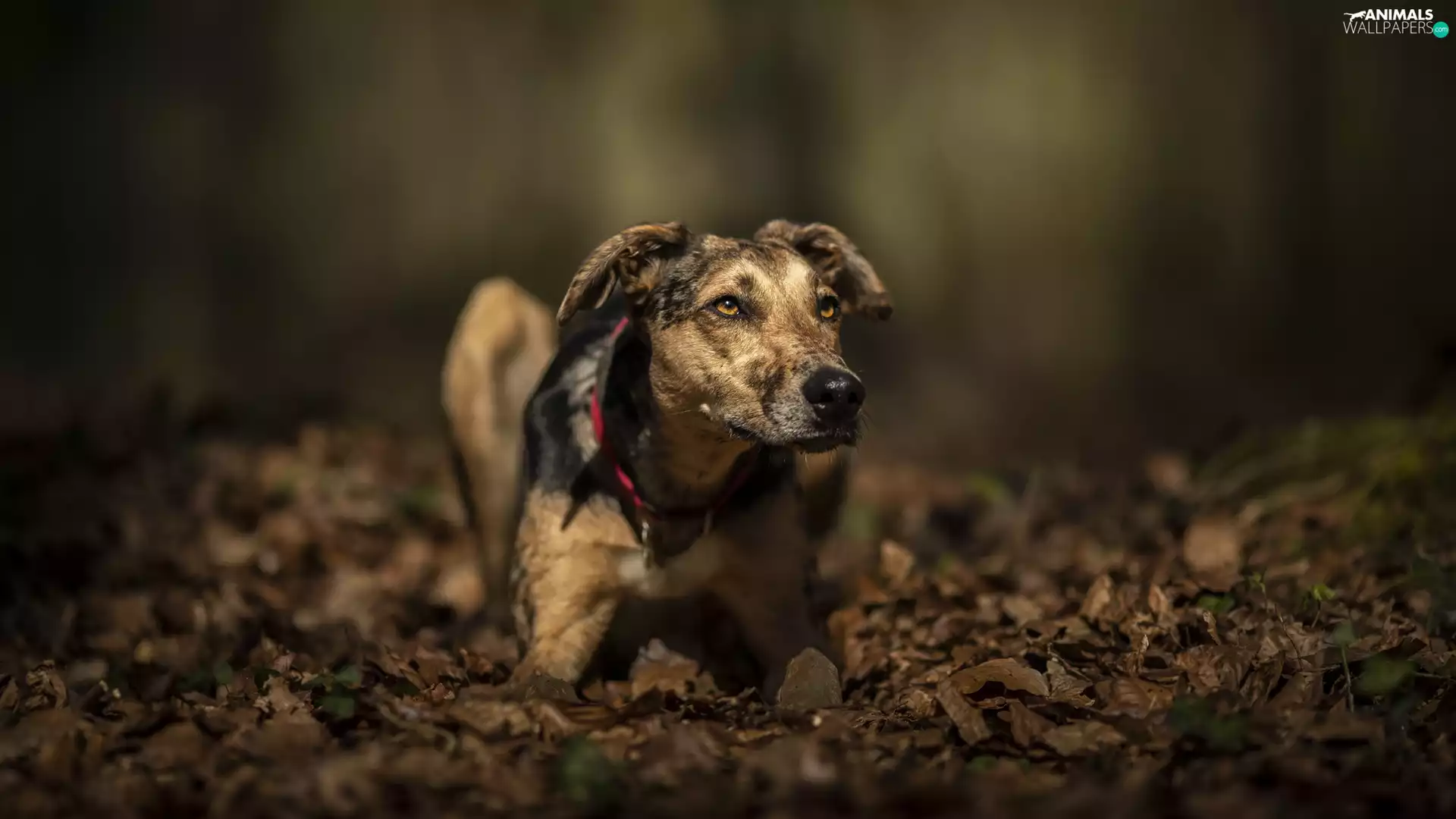 dog, muzzle, Leaf, Whippet