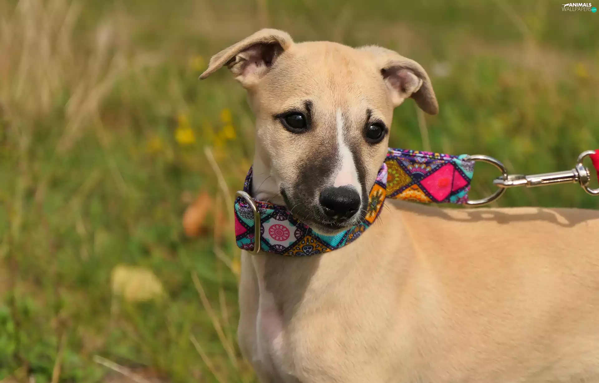 Whippet, dog, Greyhound