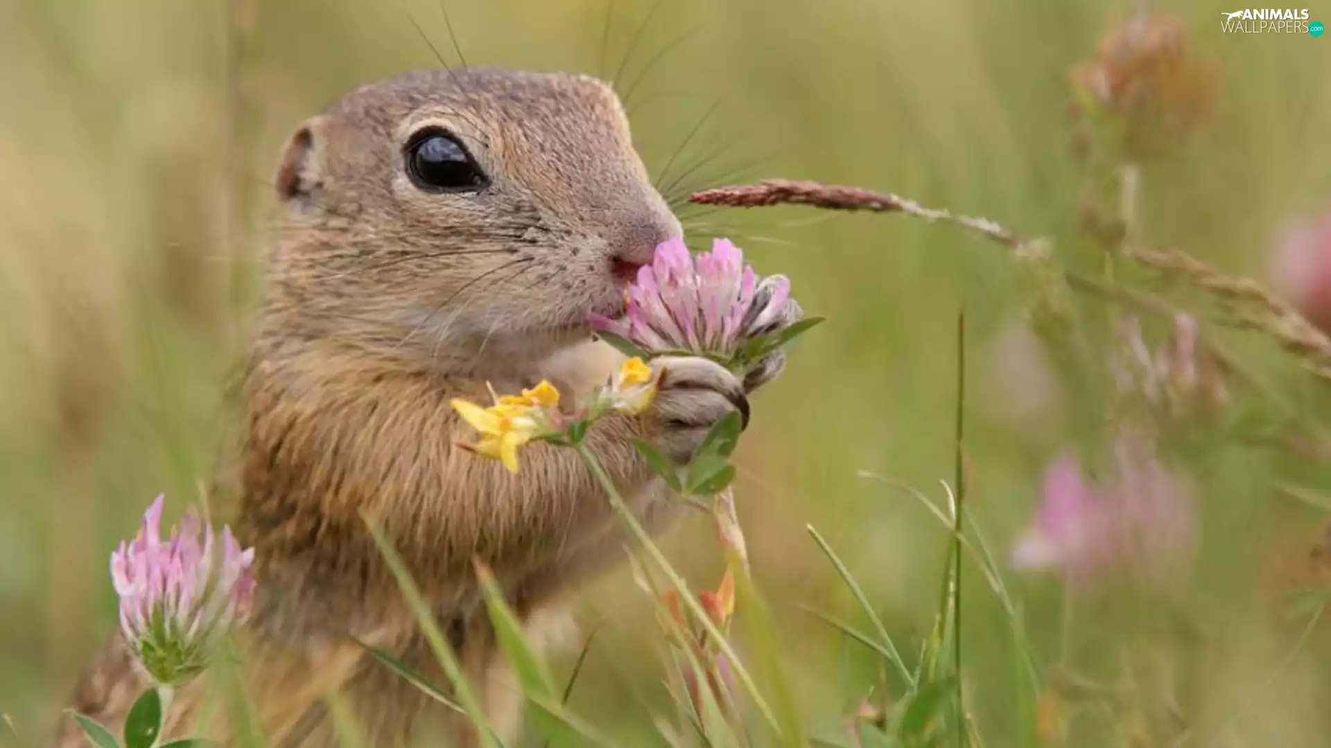 whistler, Flower, Meadow