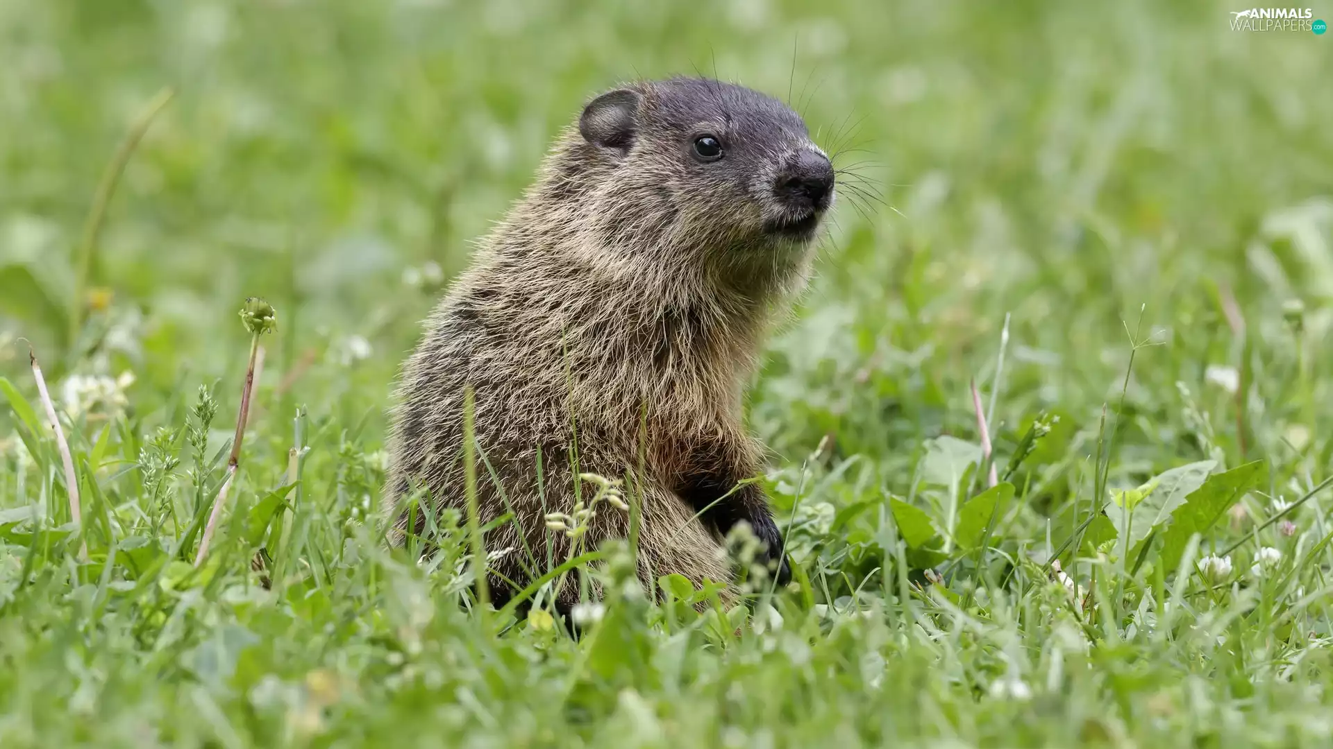 rodent, Meadow, grass, whistler