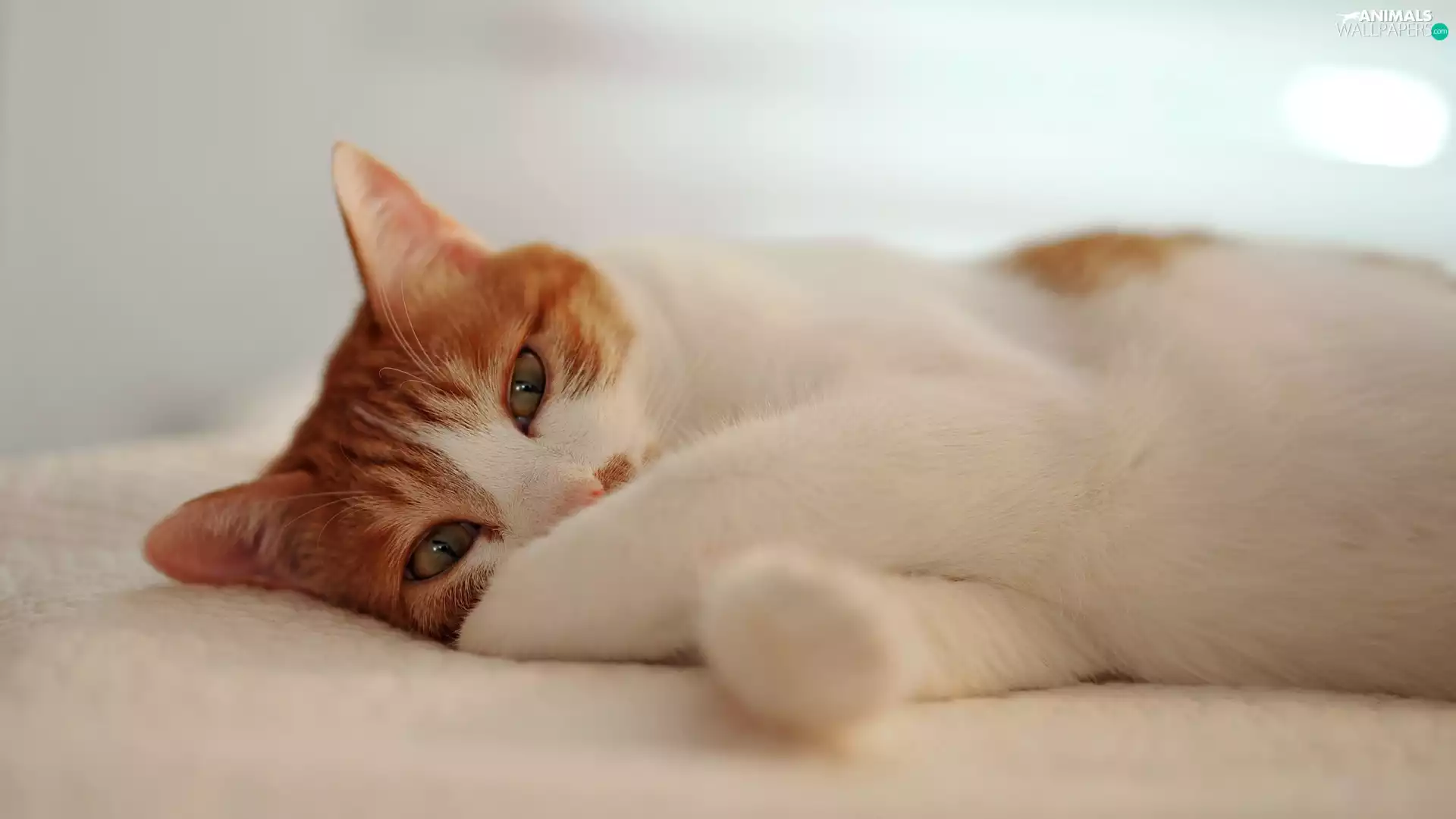 coverlet, white and red, cat