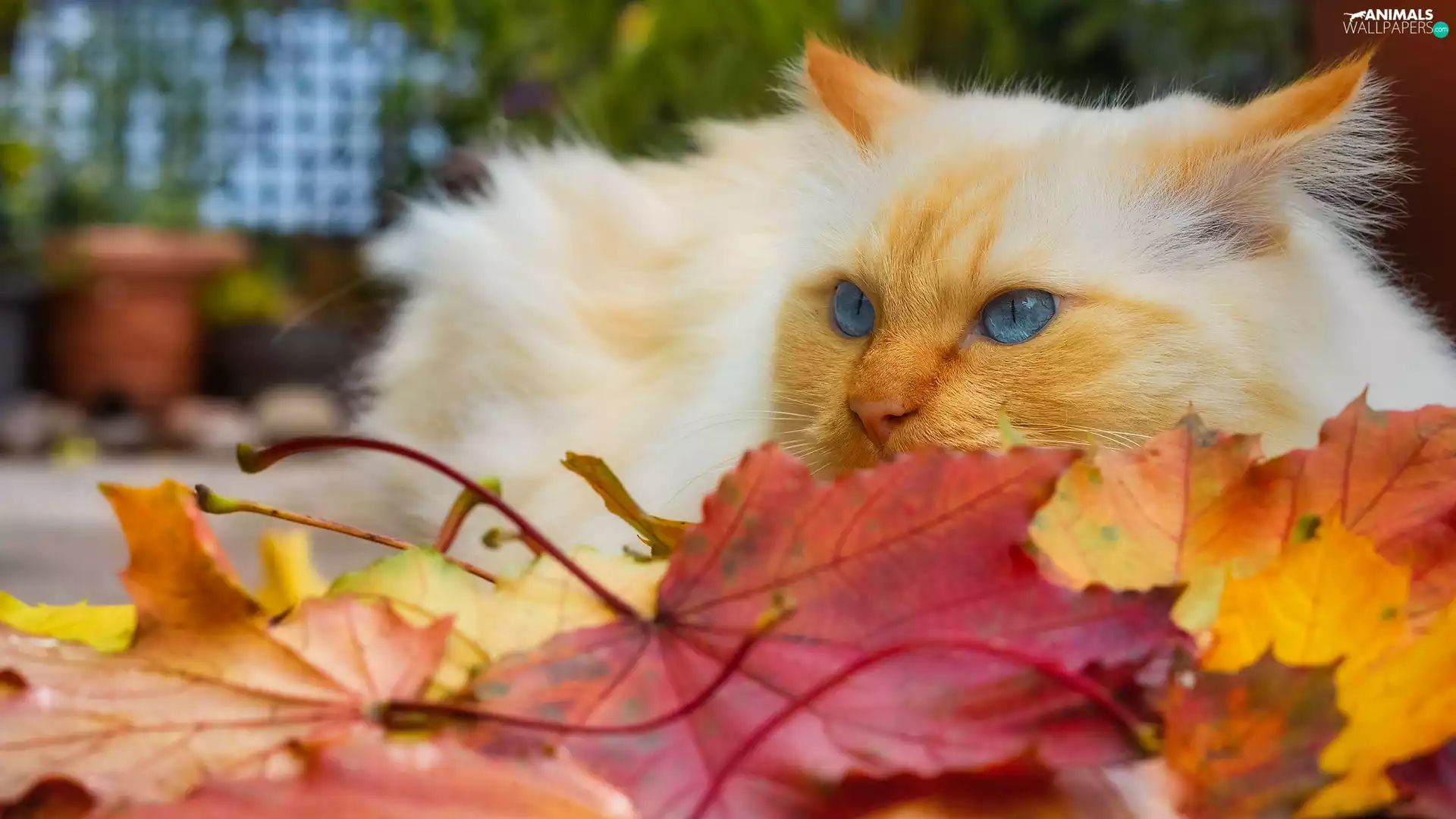 Leaf, white and red, cat